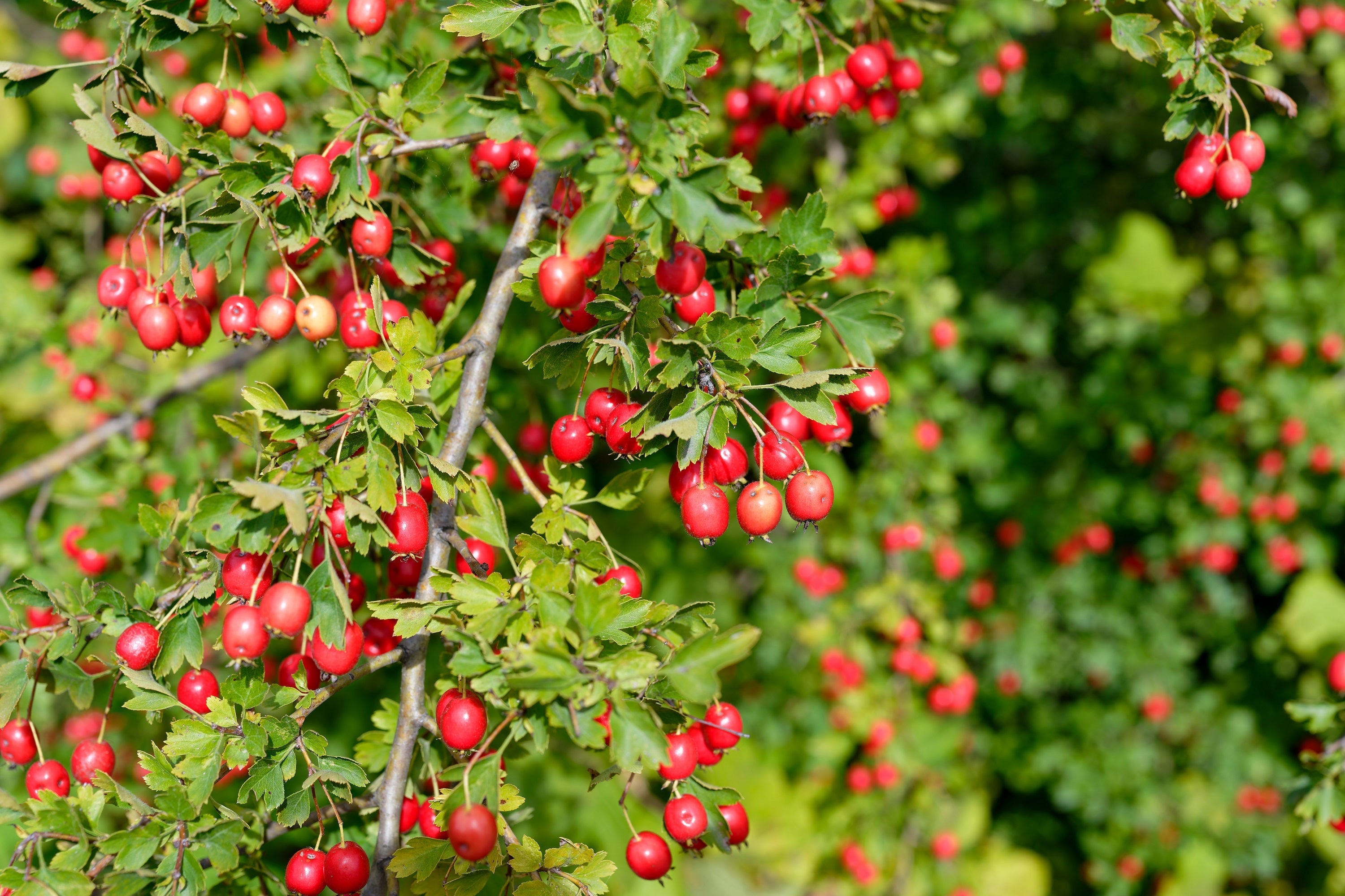 20 ENGLISH HAWTHORN TREE Edible Fruit Flower Mayflower Crataegus Laevigata Seeds