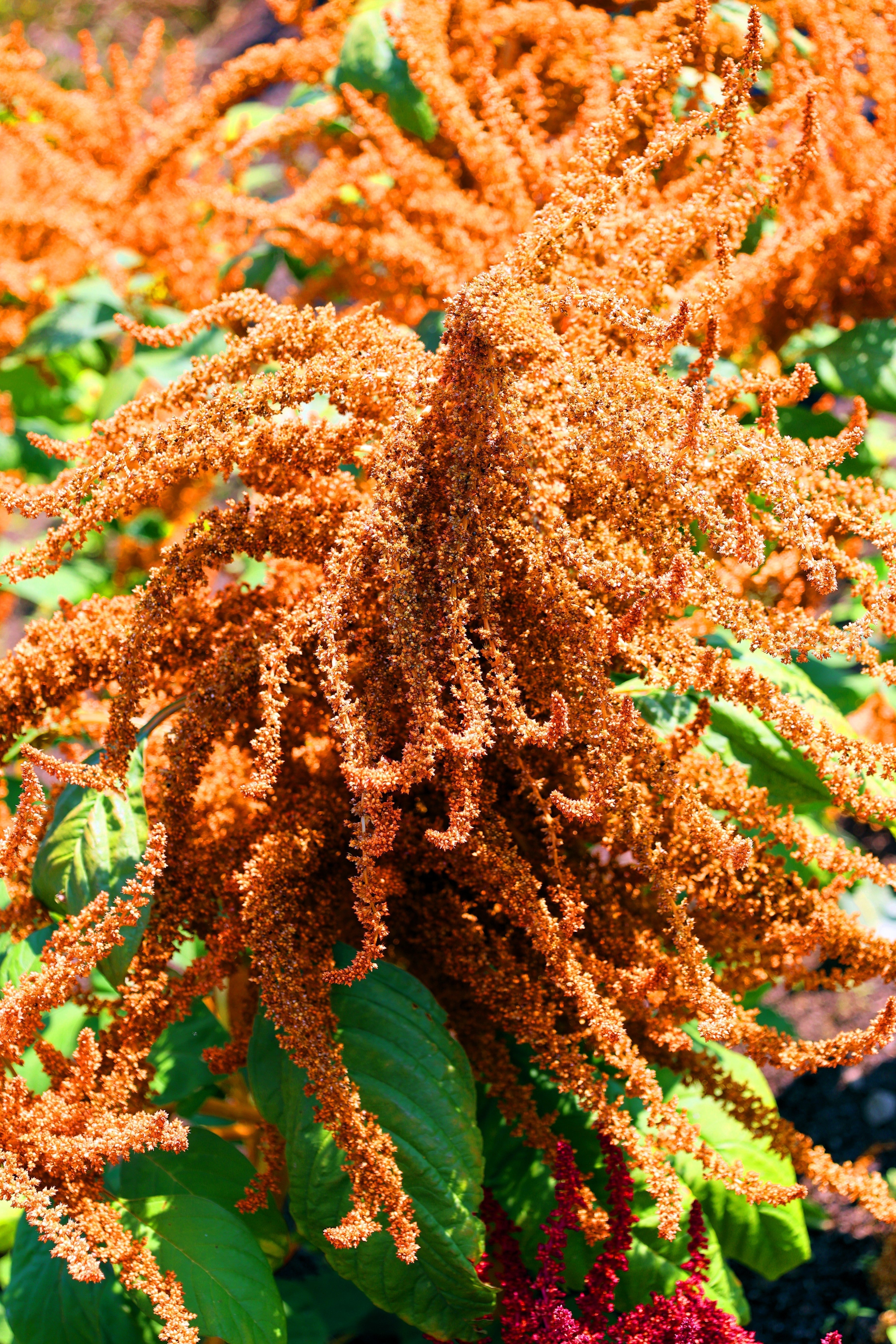 100 Organic HOT BISCUITS AMARANTHUS Cruentus Coppery Bronze Plumes Flower Seeds