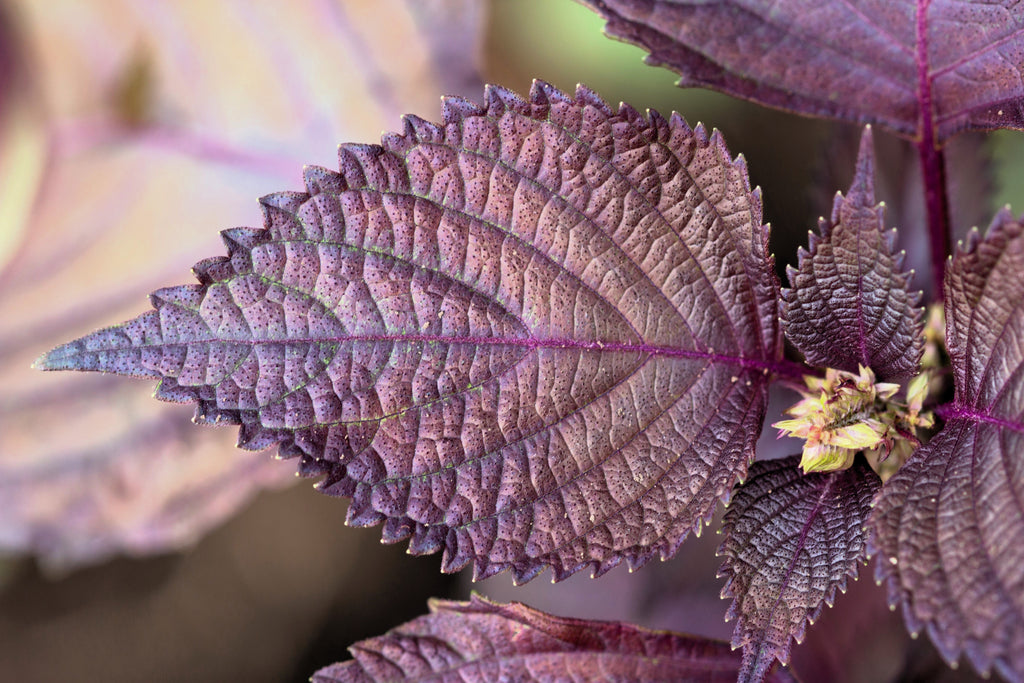 300 PURPLE SHISO aka PERILLA Frutescens Ornamental Herb Seeds Green & Purple