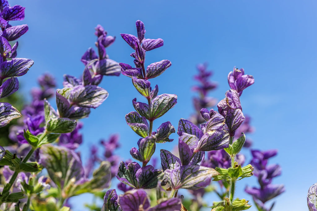 50 OXFORD BLUE SAGE Salvia Viridis Clary Painted Horminum Sage Herb Flower Seeds