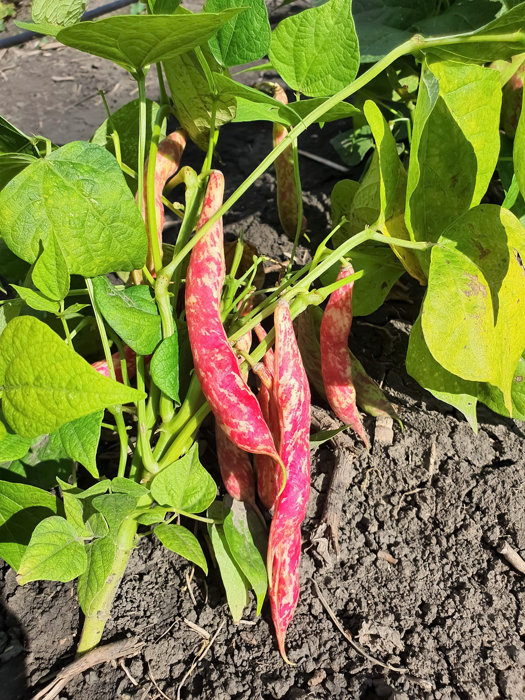 Netre Bhena 25 DWARF HORTICULTURE BEAN Taylor Long French Phaseolus Vulgaris Veget ...