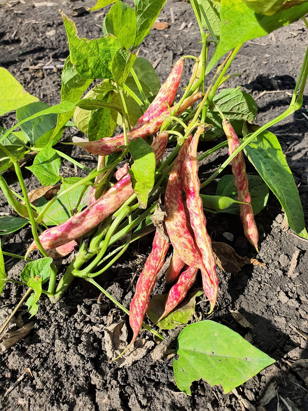 Netre Bhena 25 DWARF HORTICULTURE BEAN Taylor Long French Phaseolus Vulgaris Veget ...