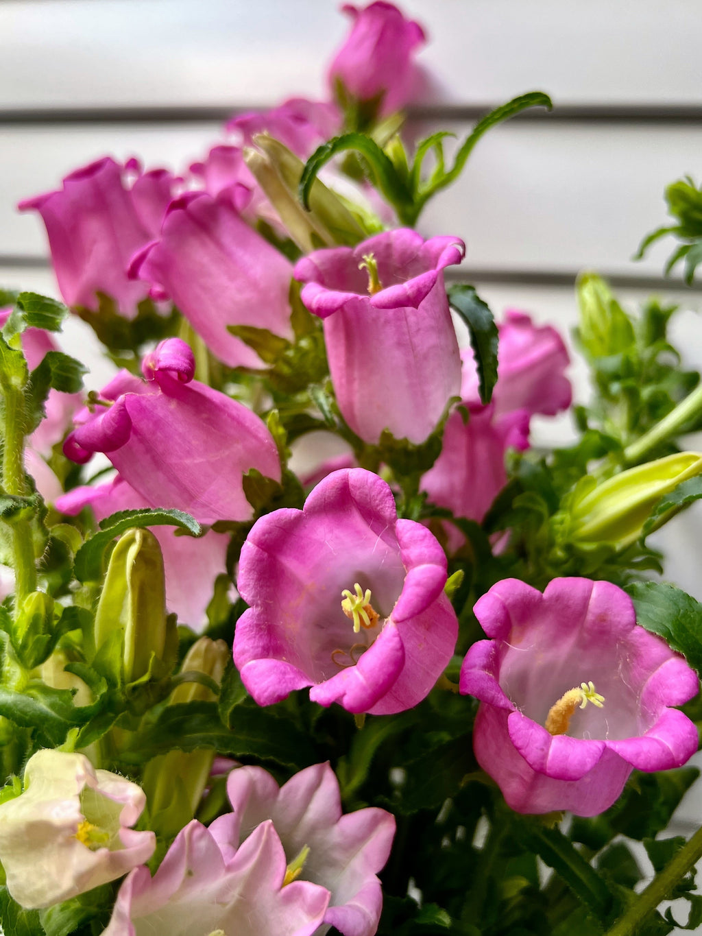 200 Rose Pink CANTERBURY BELLS - CAMPANULA Medium Flower Seeds