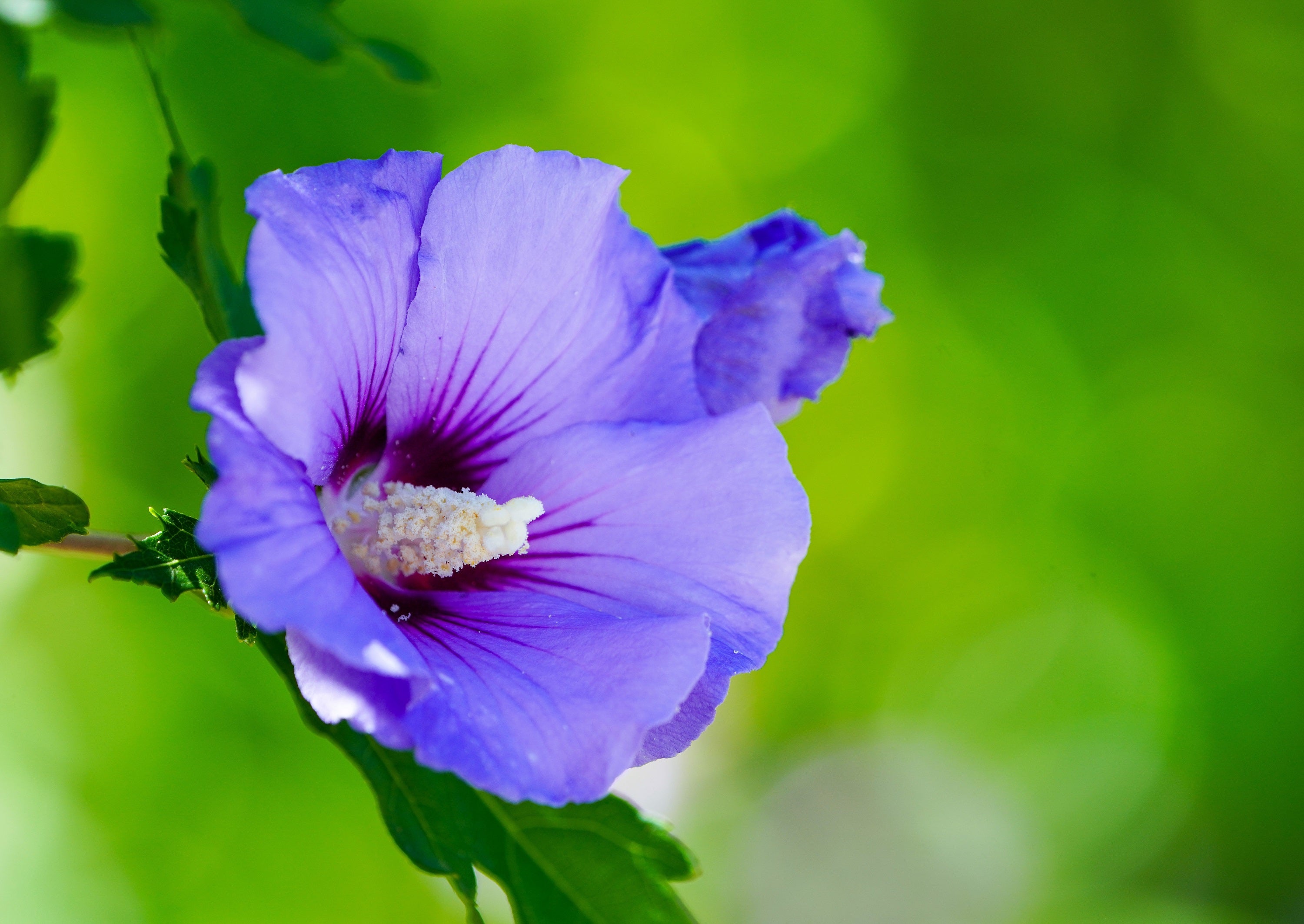 25 Purple ROSE Of SHARON HIBISCUS Syriacus Flower Tree Bush Seeds