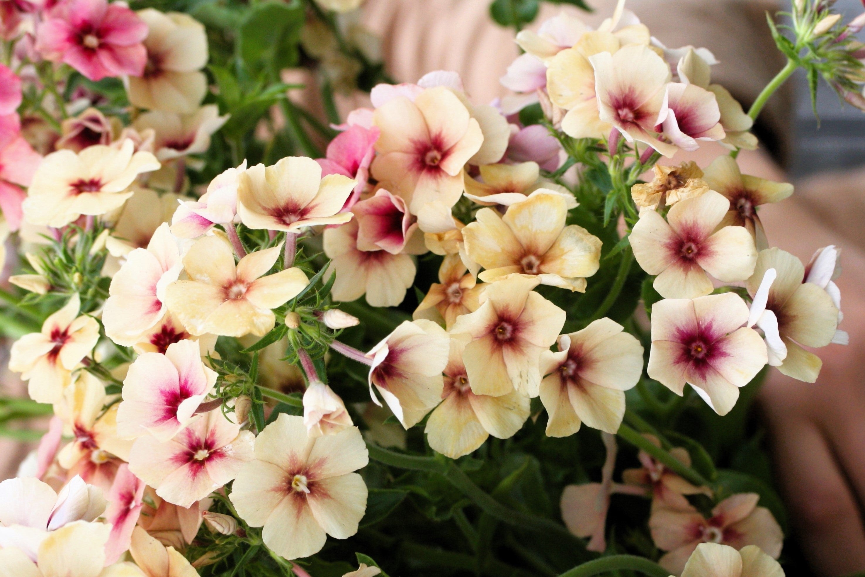 50 CHERRY CARAMEL PHLOX Drummondii Bicolor Pink Flower Seeds