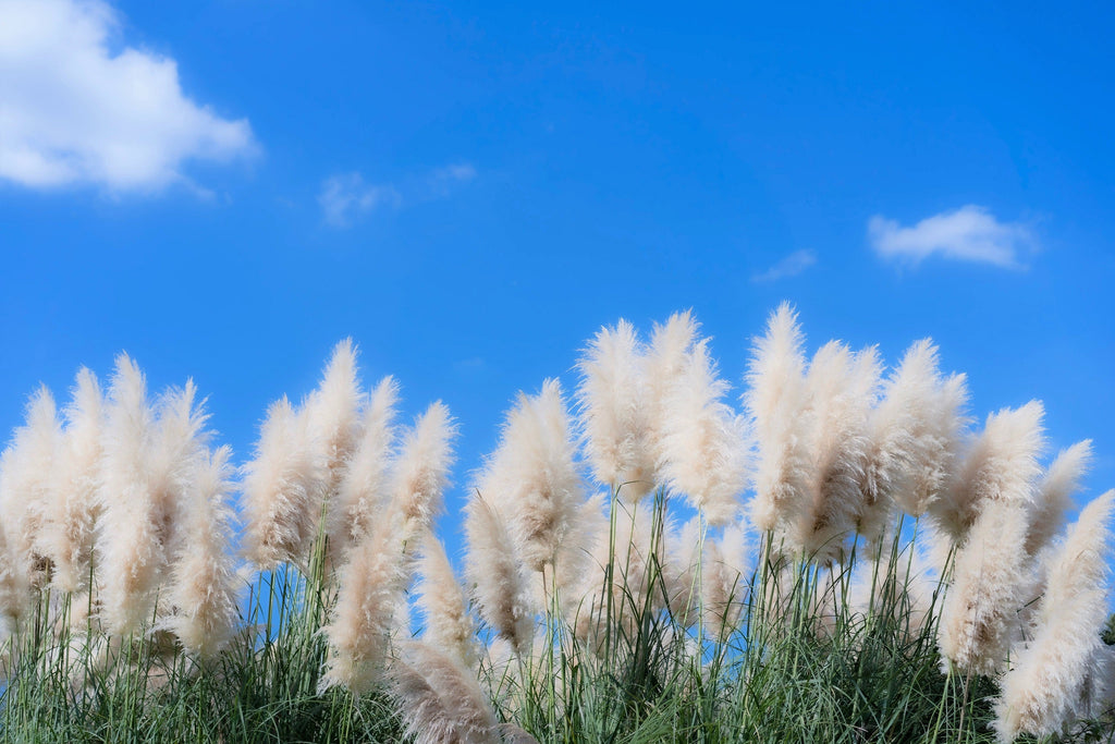 200 WHITE PAMPAS GRASS Cortaderia Selloana Ornamental Flower Seeds