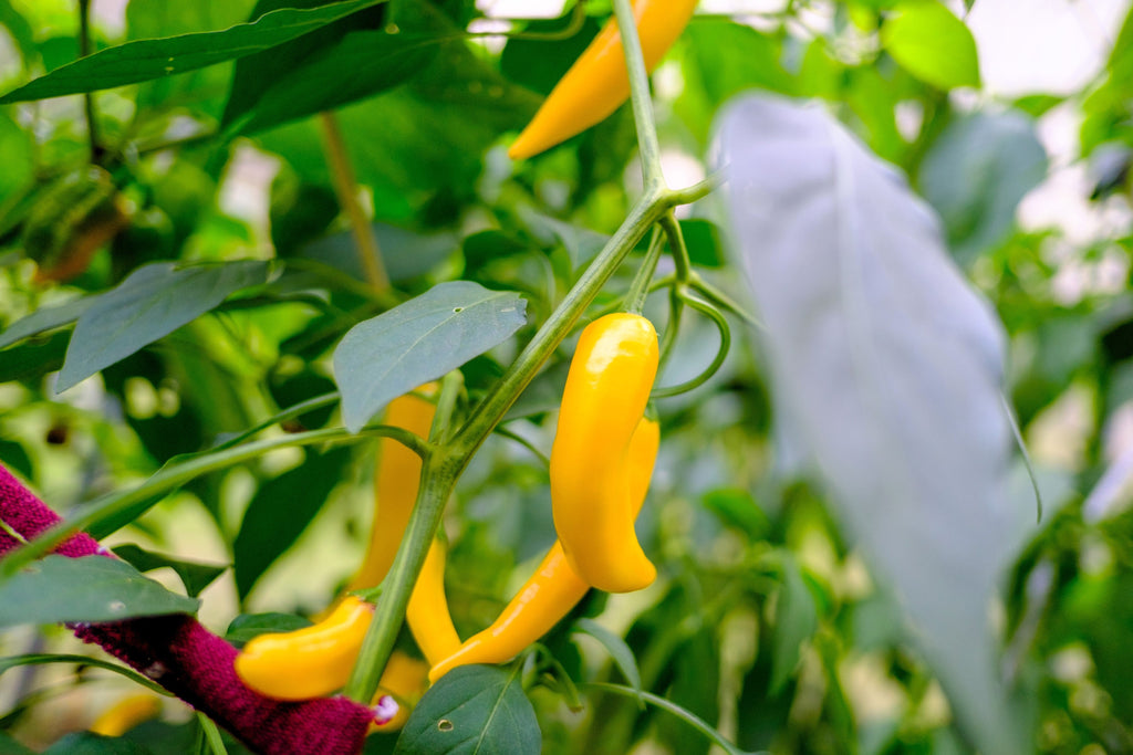 50 GOLDEN CAYENNE PEPPER Hot Yellow Capsicum Annuum Vegetable Seeds