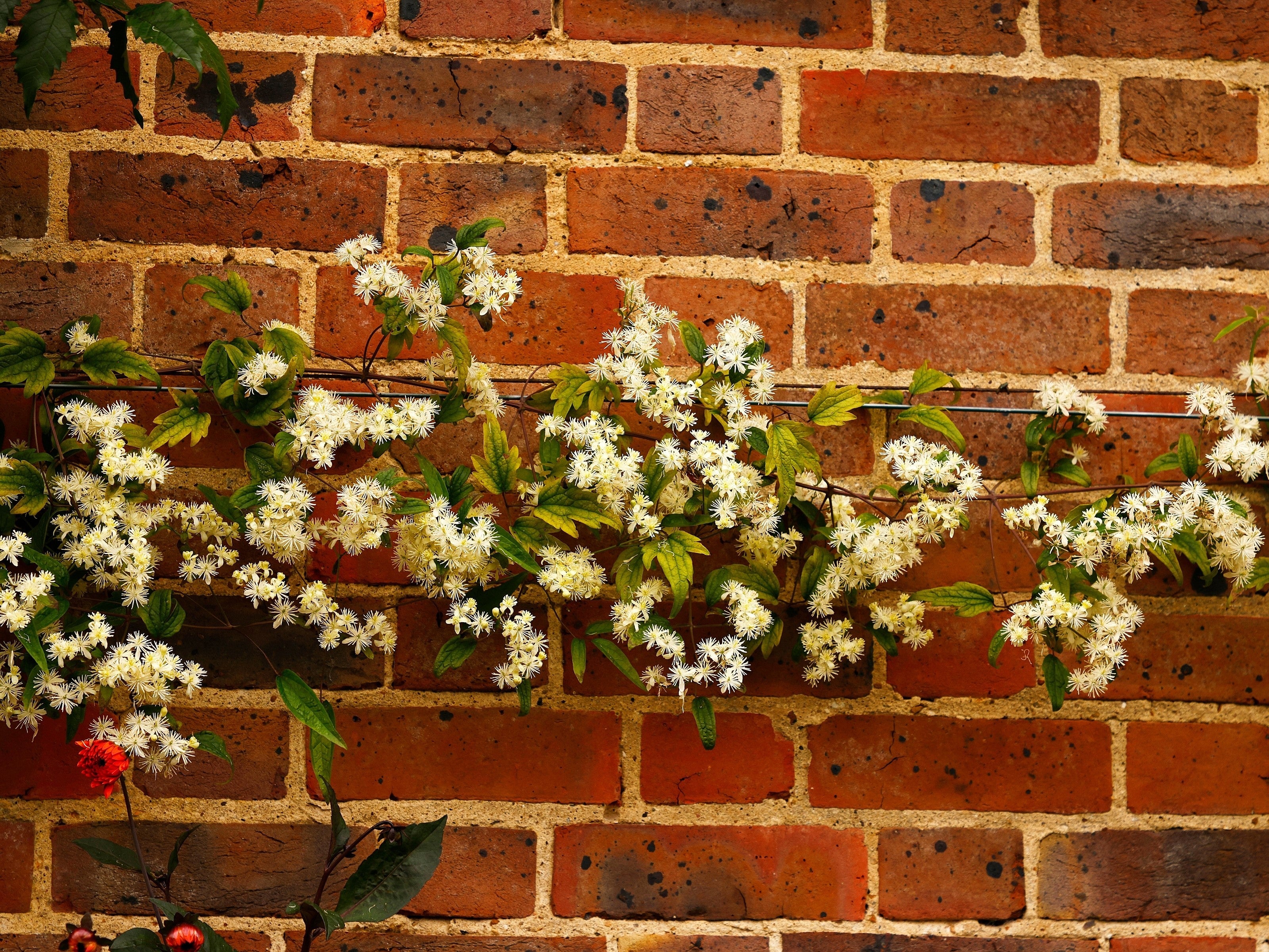 20 WHITE CLEMATIS Virginiana / Virgins Bower Flower Vine Seeds