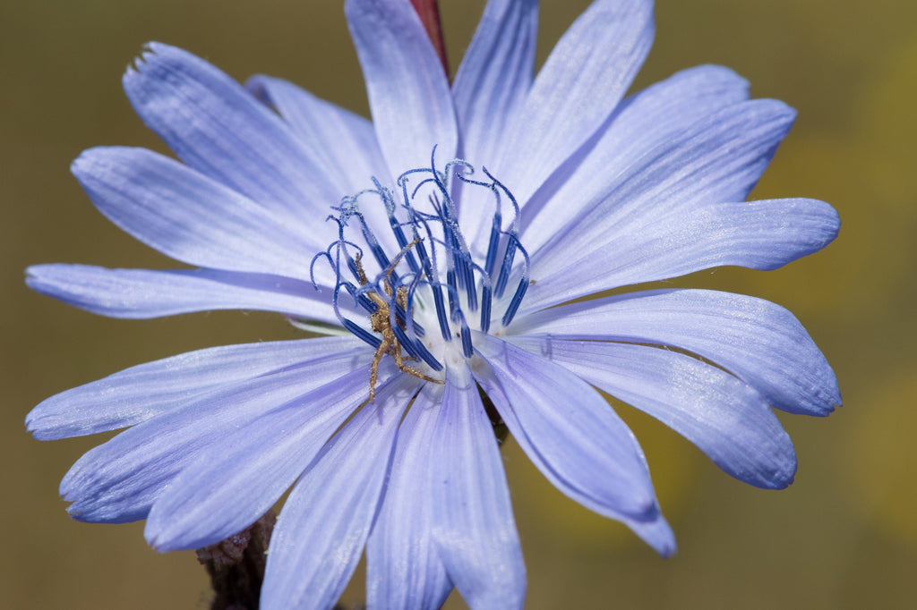 Succory 1000 CHICORY (Blue Daisy / Blue Sailors / Coffeeweed / Succory) Cichor ...