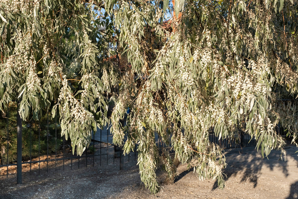 10 AMERICAN SILVERBERRY Elaeagnus Commutata aka Wolf Willow Wolfberry Wild Olive Berry Fruit Shrub Seeds