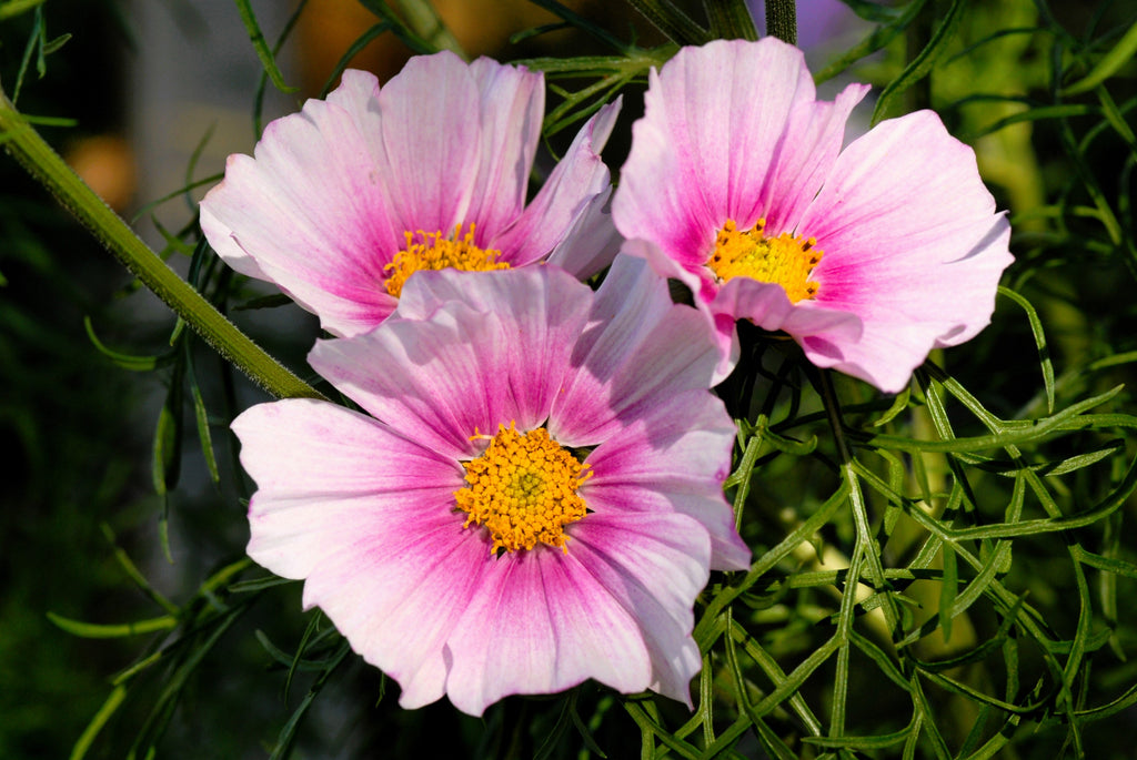150 DAYDREAM COSMOS Bipinnatus White & Pink Bicolor Flower Seeds