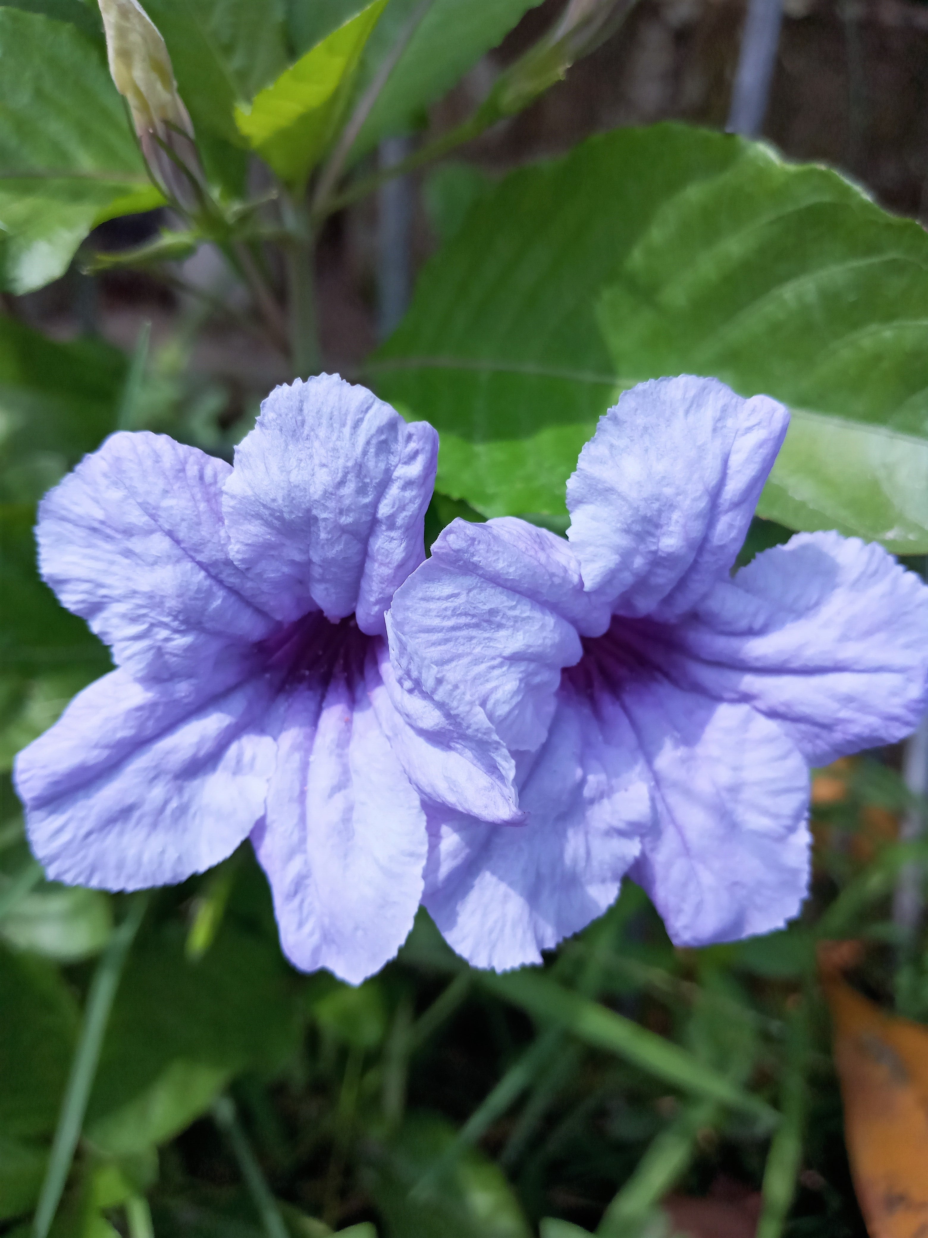 50 Blue Purple FRINGELEAF PETUNIA Wild Ruellia Humilis Perennial Native Flower Seeds