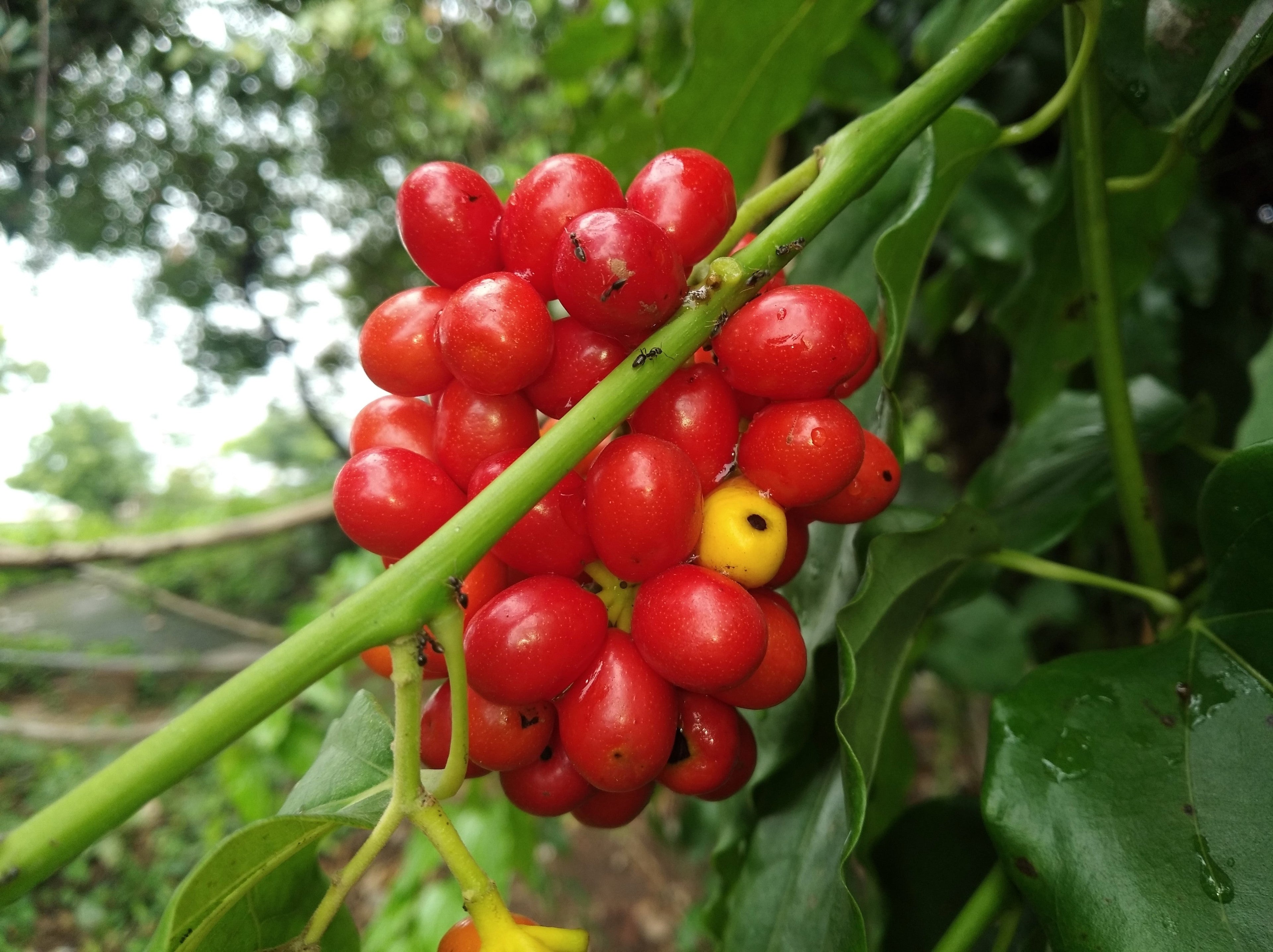 10 CAROLINA MOONSEED Snailseed / Coralbeads Flower Vine Cocculus Carolinus Seeds