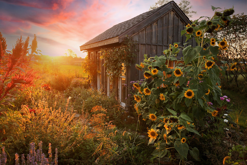 10 Early MAMMOTH RUSSIAN SUNFLOWER Helianthus Annuus Flower Seeds
