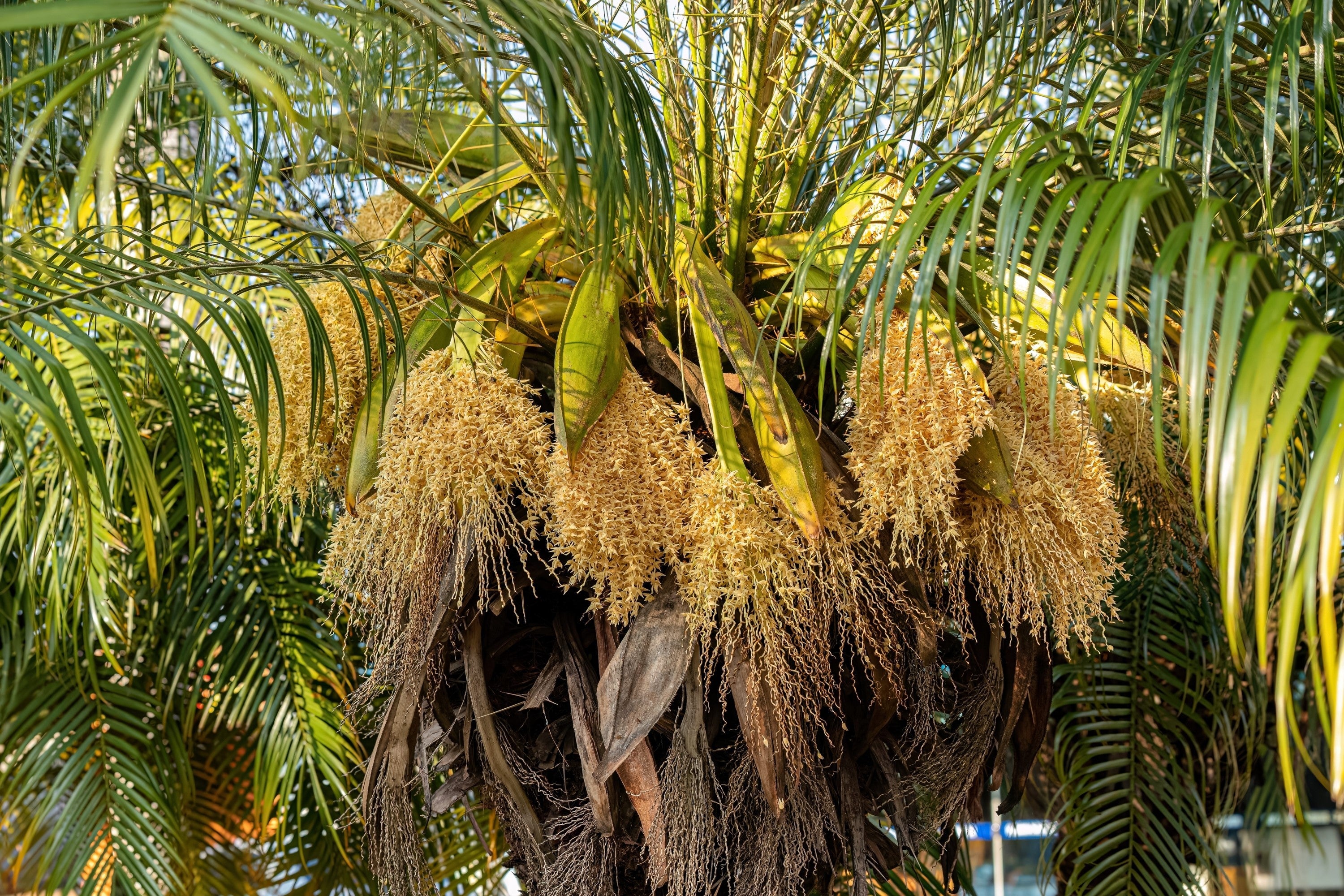 10 PYGMY DATE PALM Phoenix Roebelenii Dwarf Miniature Ornamental Fruit Tree Houseplant Seeds