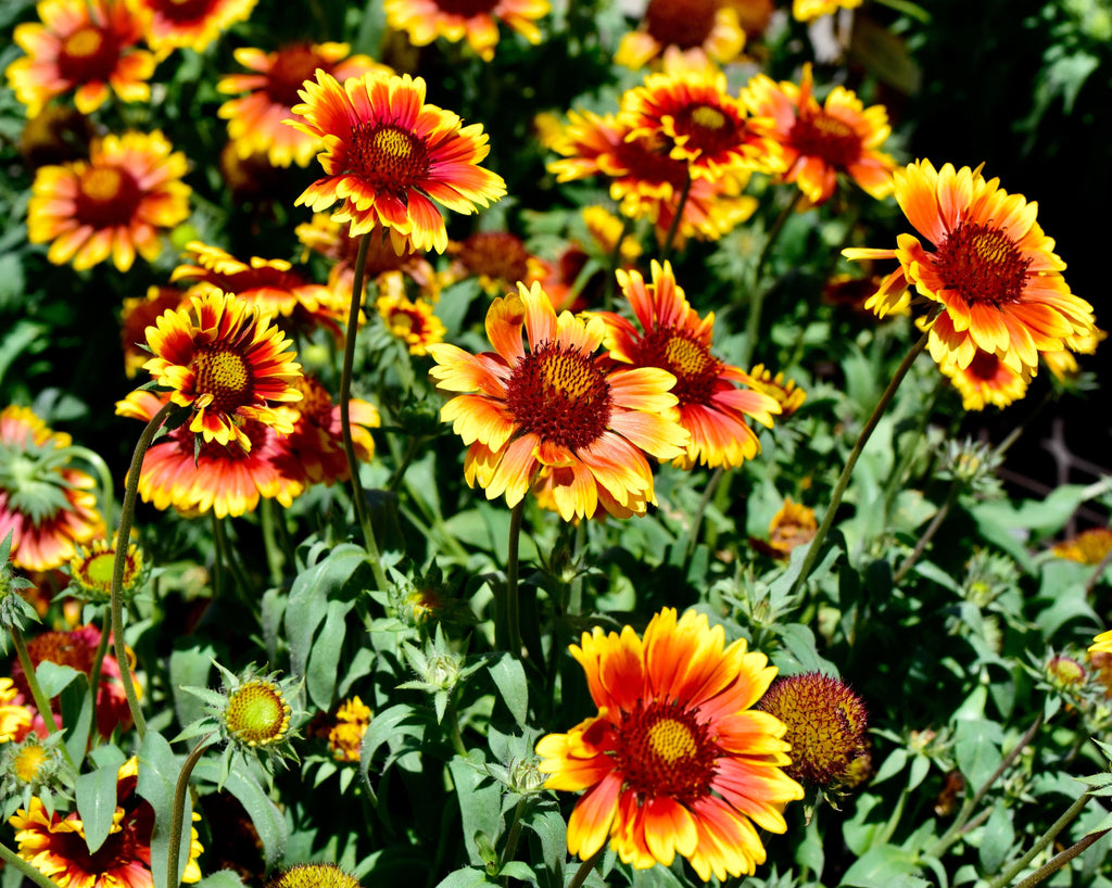 100 ARIZONA SUN GAILLARDIA Pulchella Indian Blanket Flower Seeds