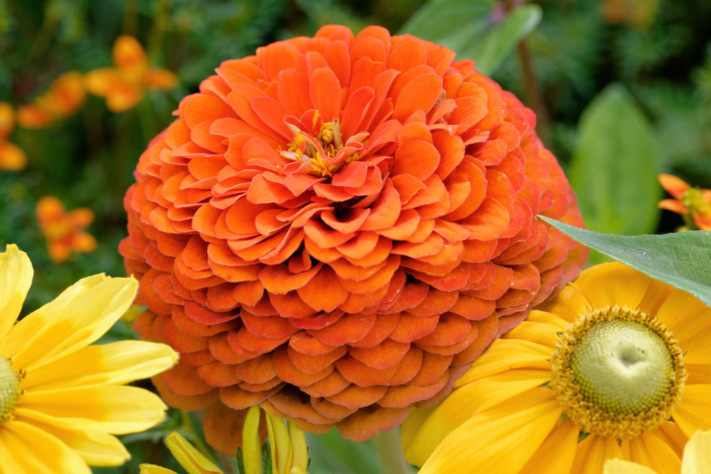 500 Mixed Colors CALIFORNIA GIANT ZINNIA Elegans Flower Seeds