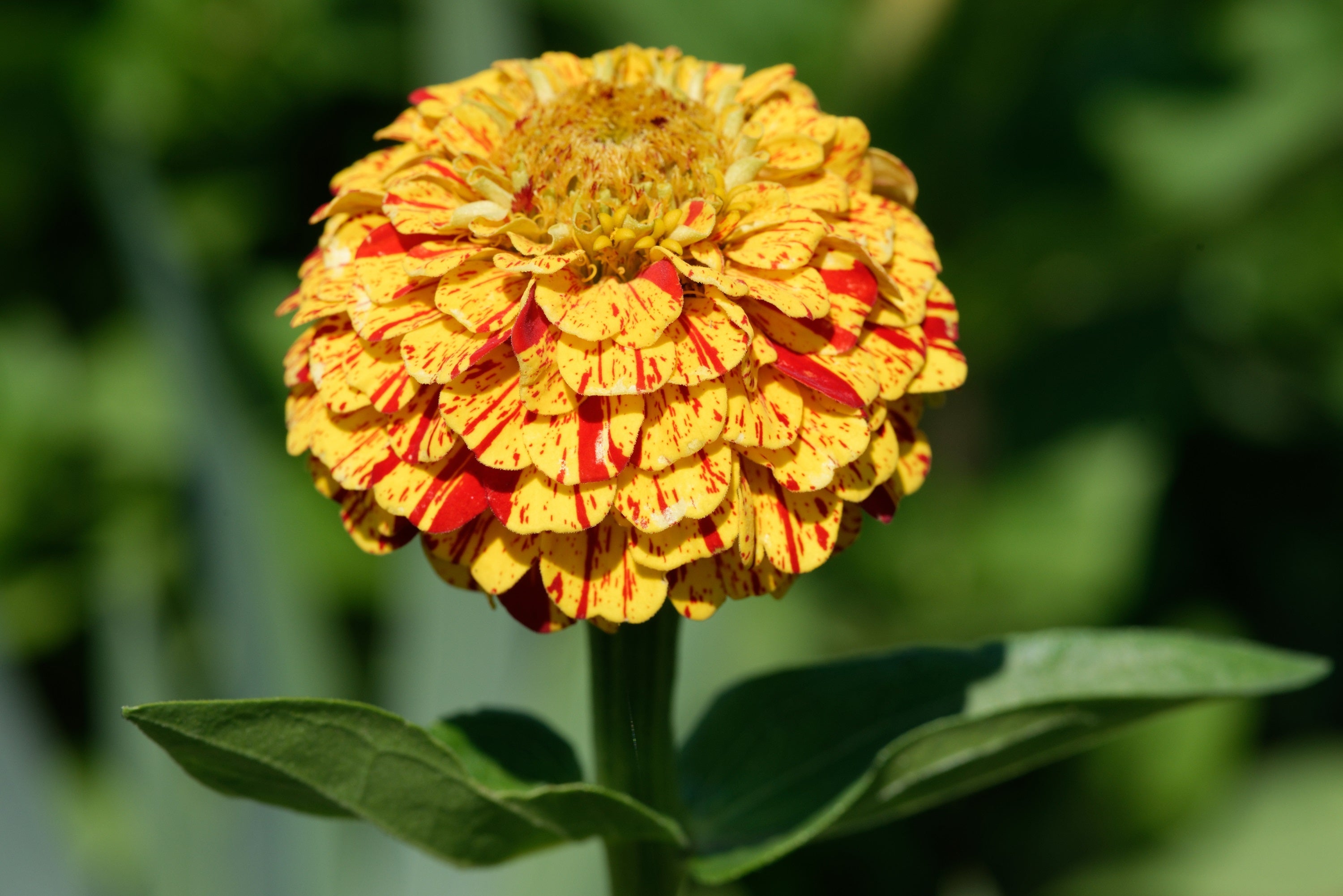 150 CANDY STRIPE ZINNIA Mix Elegans Flower Seeds Mixed Colors with Red Stripes