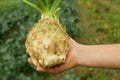 500 GIANT PRAGUE CELERIAC Apium Graveolens Celery Root Vegetable Seeds