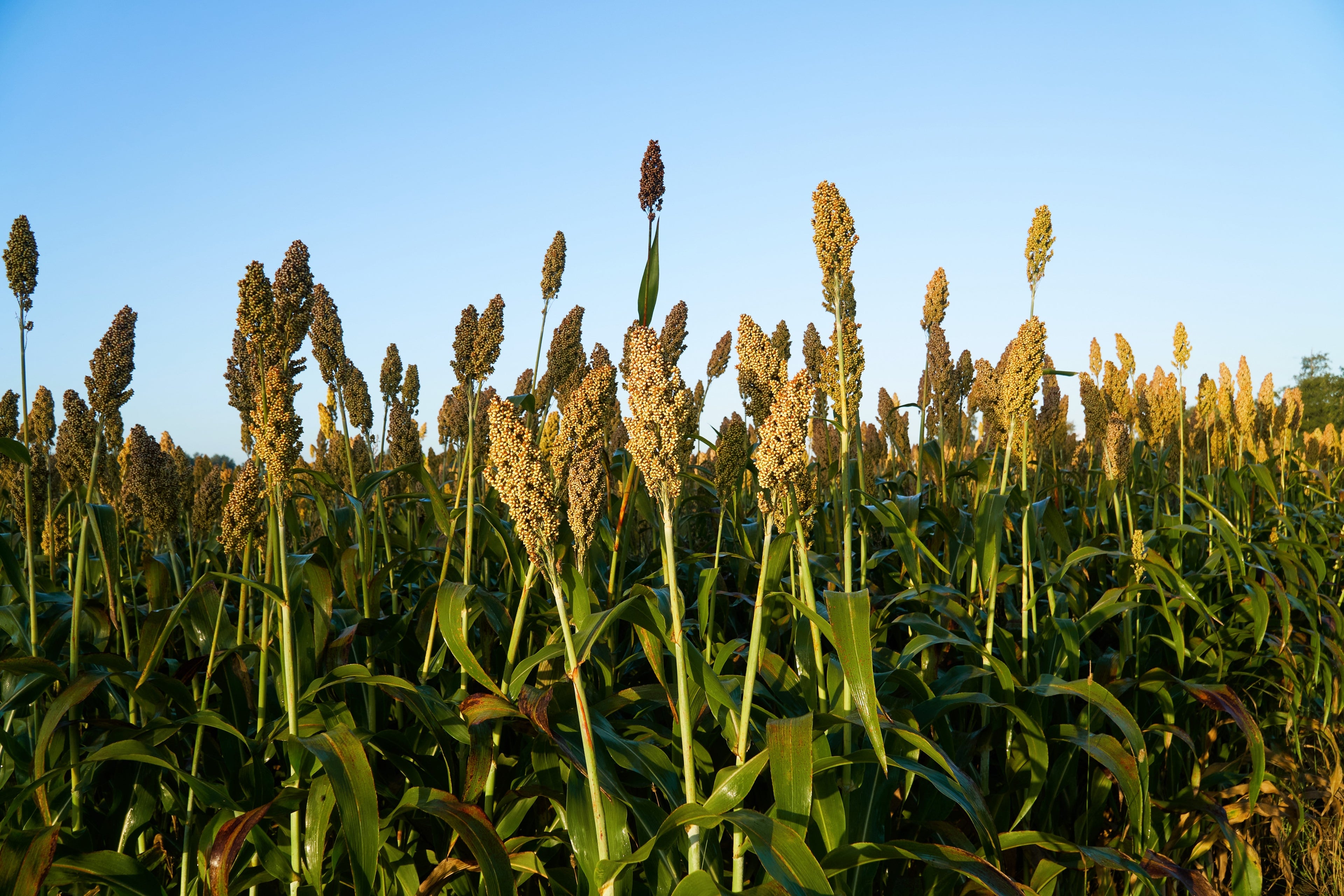 50 TOP 76-6 SORGHUM Bicolor Syrup Flour Grain Vegetable Seeds