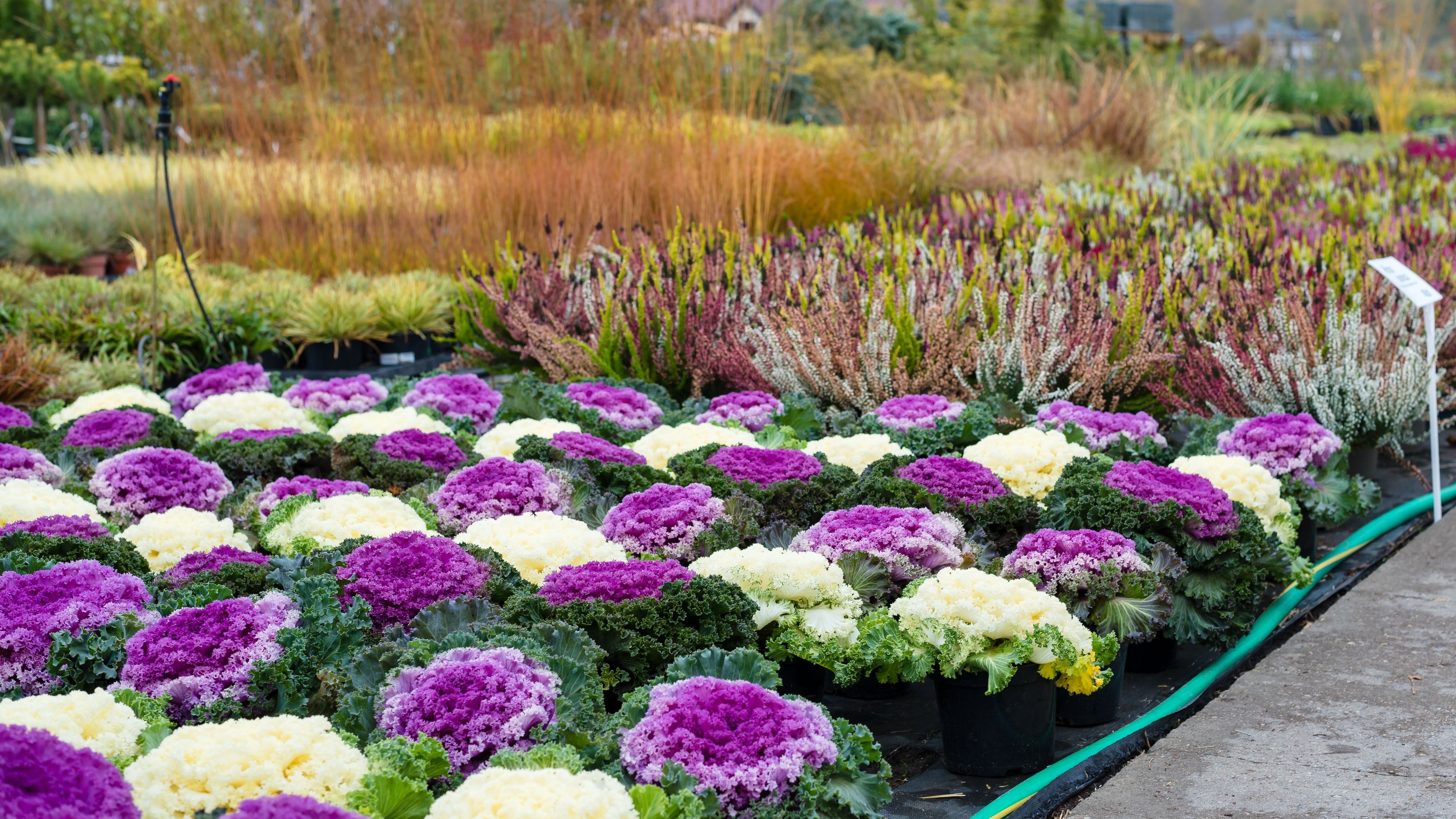 50 MIXED ORNAMENTAL CABBAGE Flowering Cabbage Brassica Oleracea Seeds