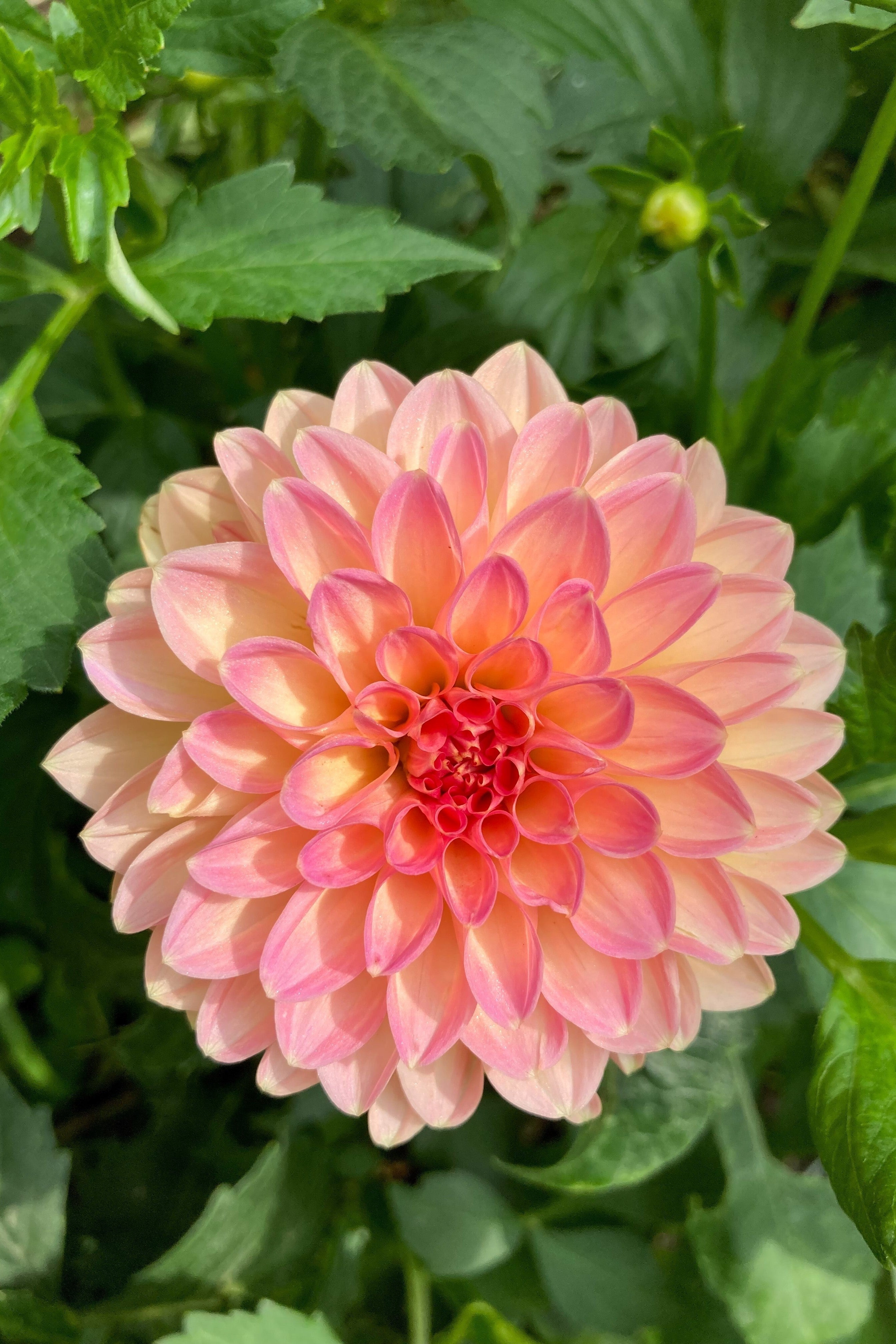 50 WATERCOLOR MIX DAHLIA Variabilis Double Bloom Mixed Colors Yellow Peach Pink Lavender Cream Orange Flower Seeds