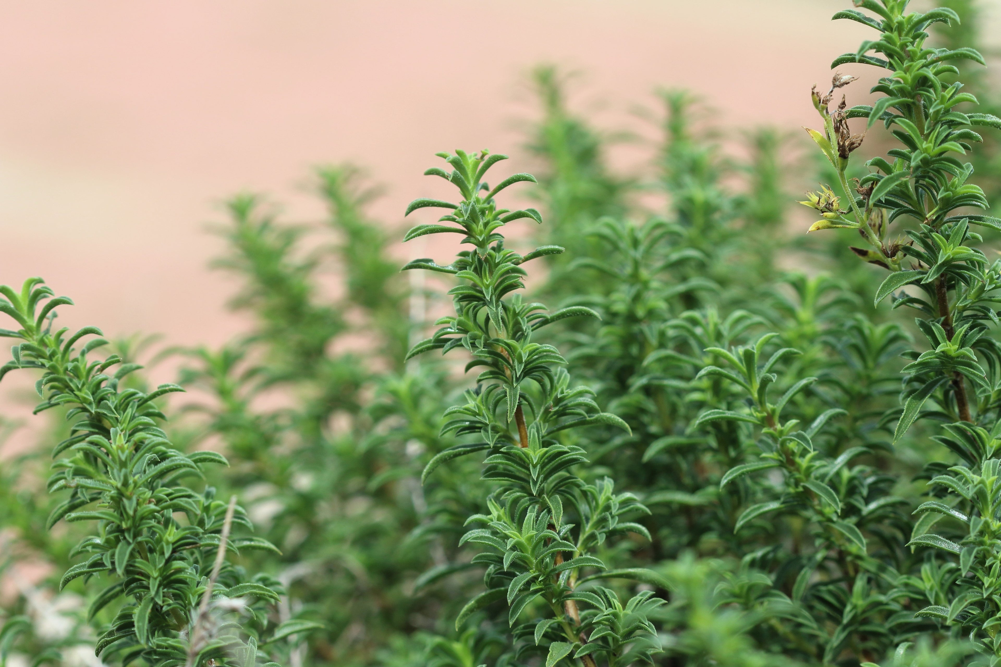 20 MEDITERRANEAN THYME Spiked Thymbra Spicata Pink Savory Herb Za’atar Perennial Herb Flower Seeds