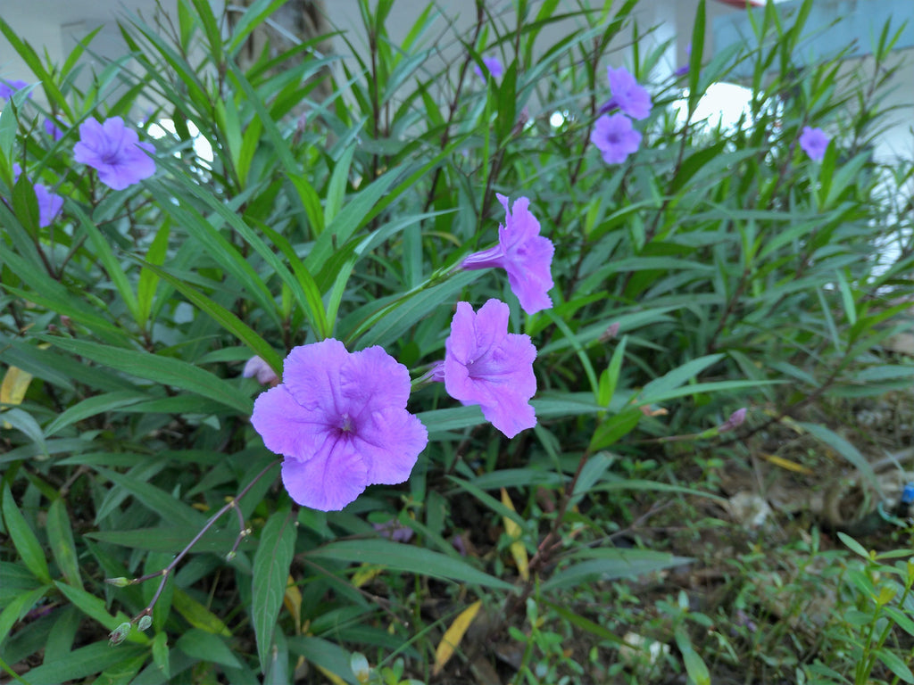 50 Blue Purple FRINGELEAF PETUNIA Wild Ruellia Humilis Perennial Native Flower Seeds