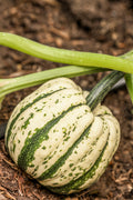 25 SWEET DUMPLING SQUASH Orange Winter Delicata Cucurbita Maxima Vegetable Seeds