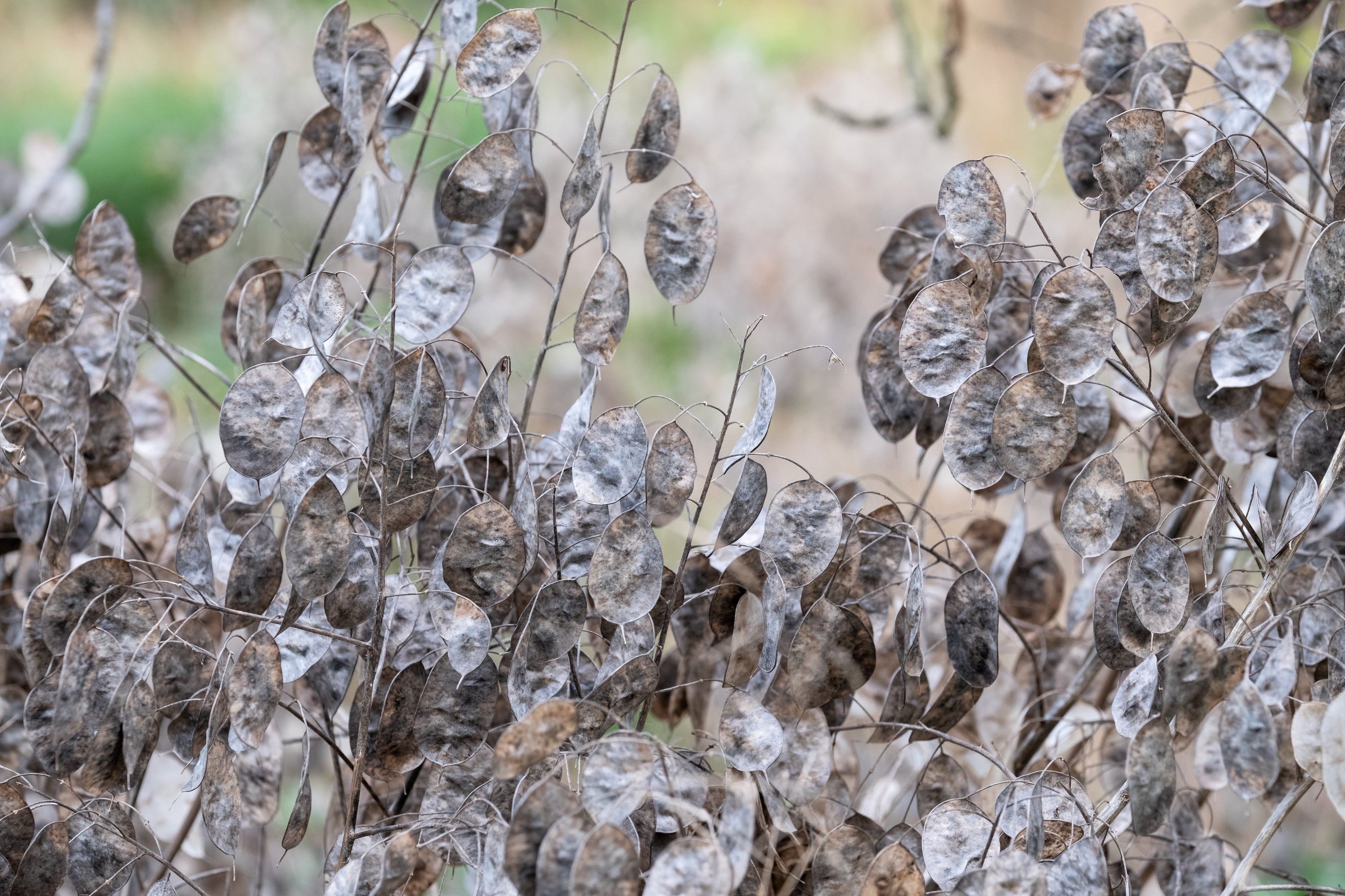 100 LUNARIA Biennis ( MONEY PLANT / Silver Dollar / Honesty / Moonwort / L Annua ) Flower Seeds