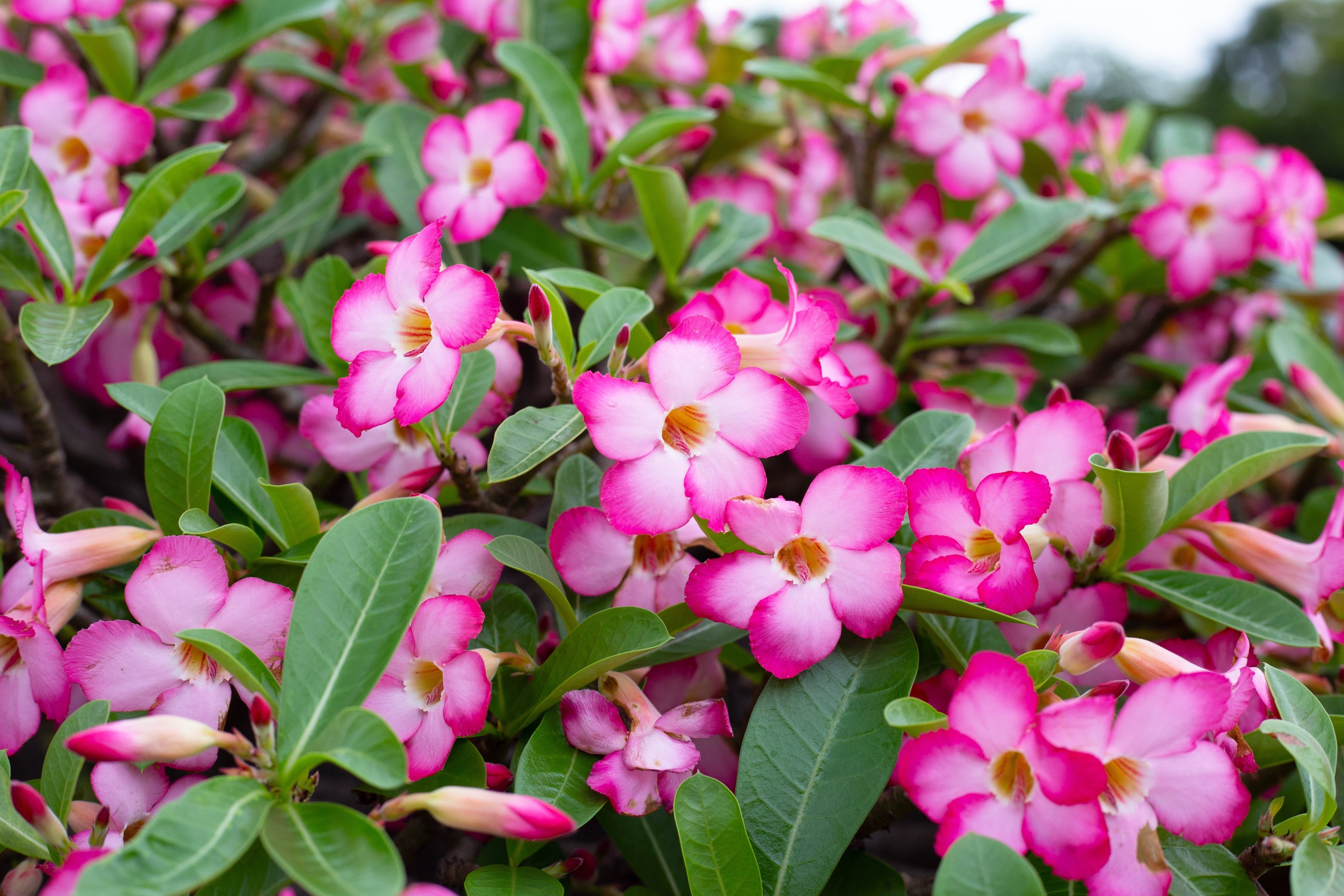 10 Mixed DESERT ROSE / ADENIUM Obesum African Houseplant Flower Seeds