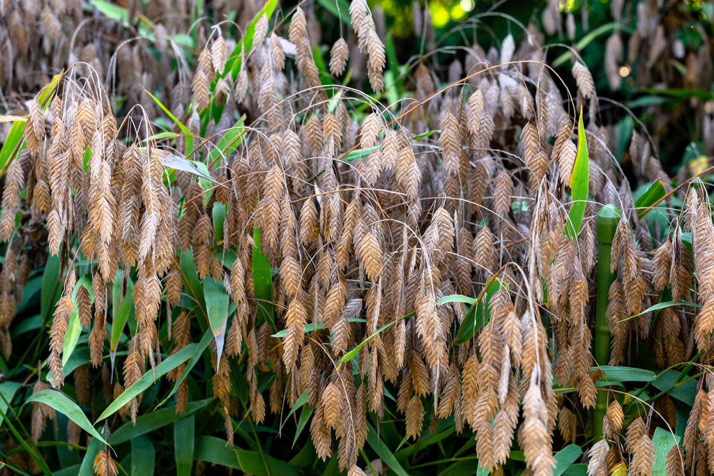 100 NORTHERN SEA OATS Grass Inland Chasmanthium Latifolium Seeds