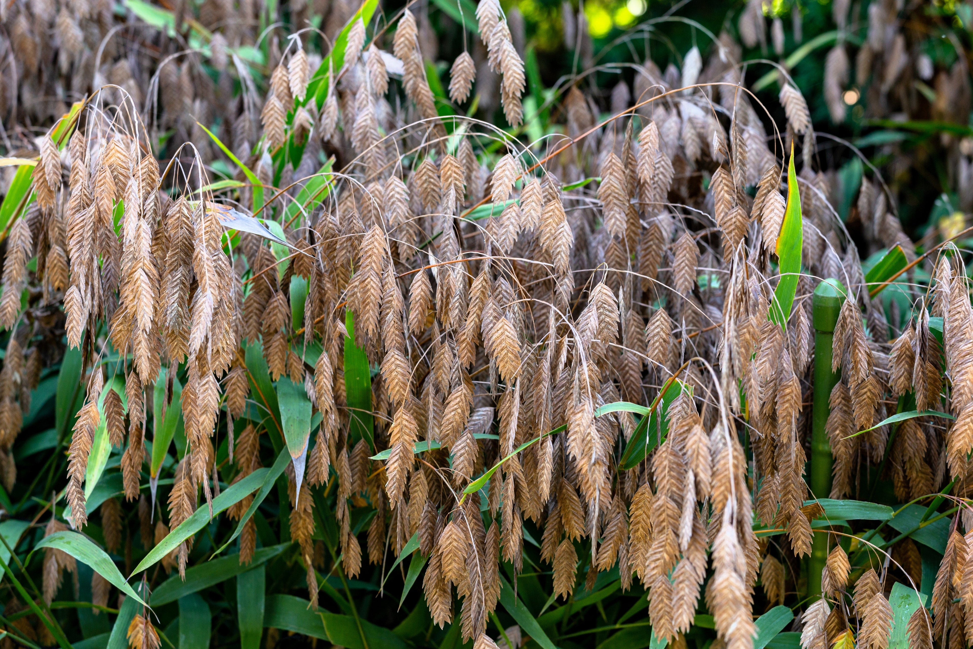 100 NORTHERN SEA OATS Grass Inland Chasmanthium Latifolium Seeds
