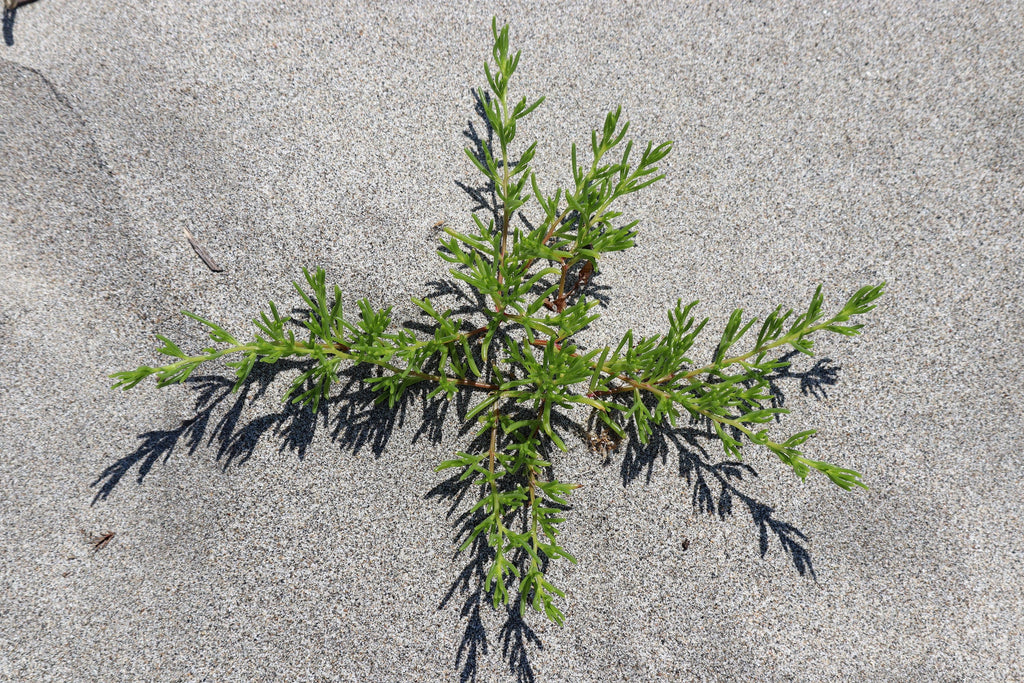 75 SALTWORT Okahijiki Japanese Greens Salsola Komarovii Leaf Vegetable Seeds