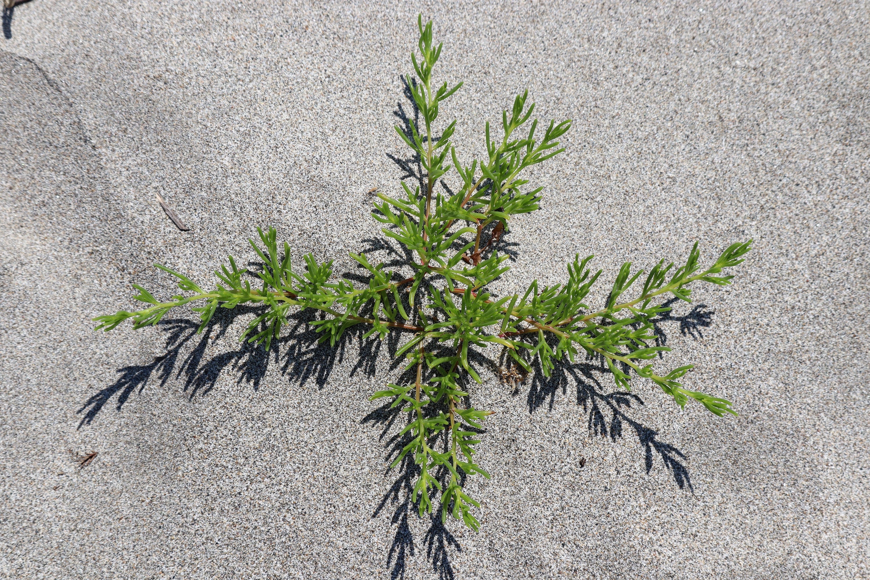 75 SALTWORT Okahijiki Japanese Greens Salsola Komarovii Leaf Vegetable Seeds