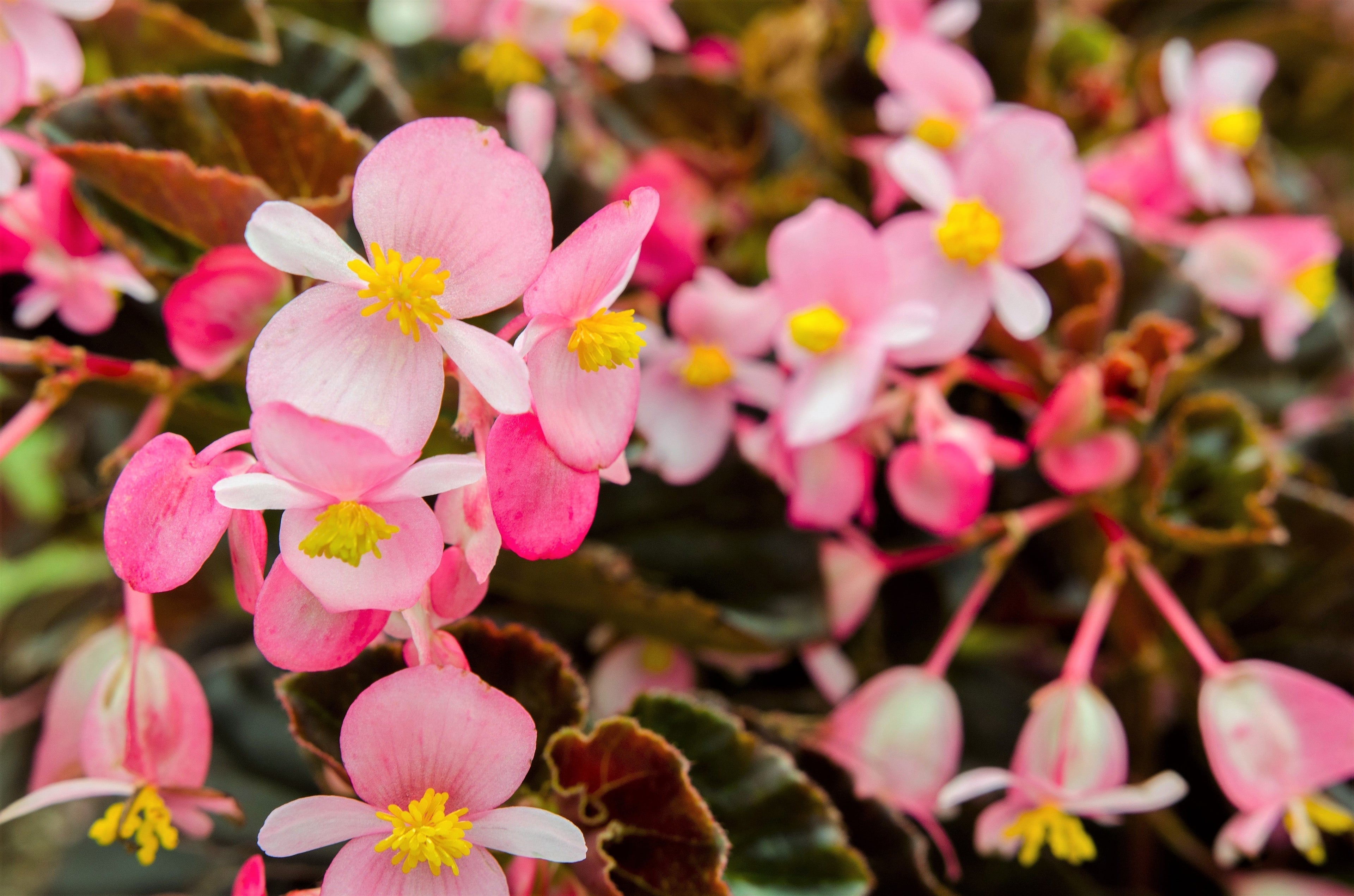 500 BULK HARDY BEGONIA Grandis Rose Pink Perennial Sun - Shade Flower Seeds