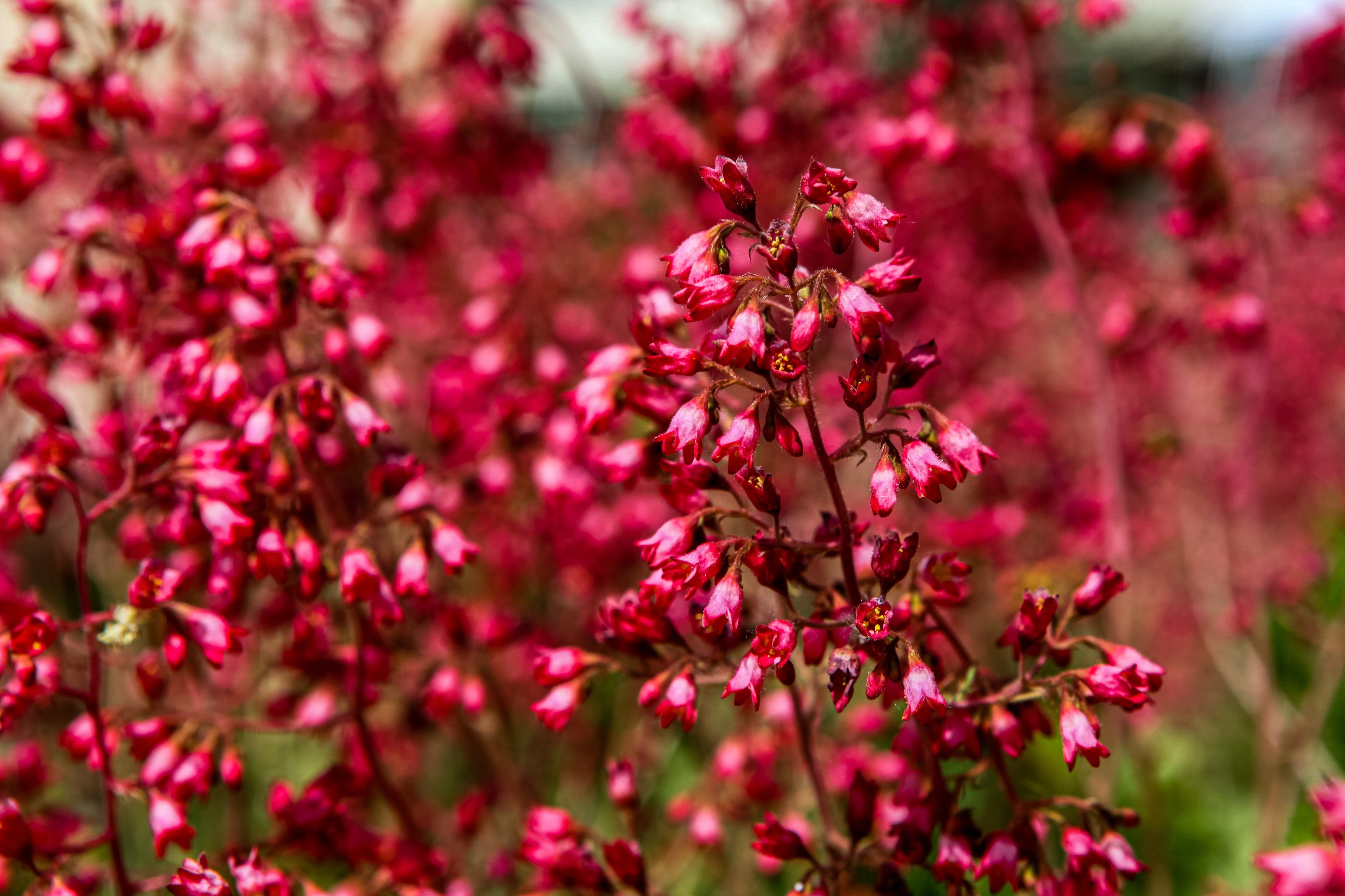 100 HEUCHERA FIREFLY Coral Bells Heuchera Sanguinea Red Flower Shade Seeds