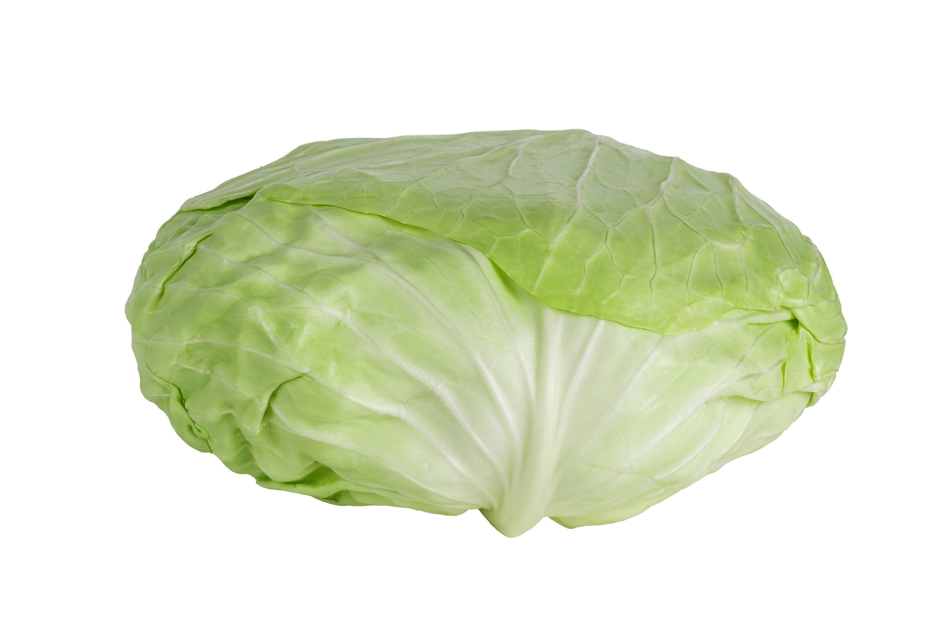 500 FLAT DUTCH Late CABBAGE Brassica Oleracea Capitata Vegetable Seeds