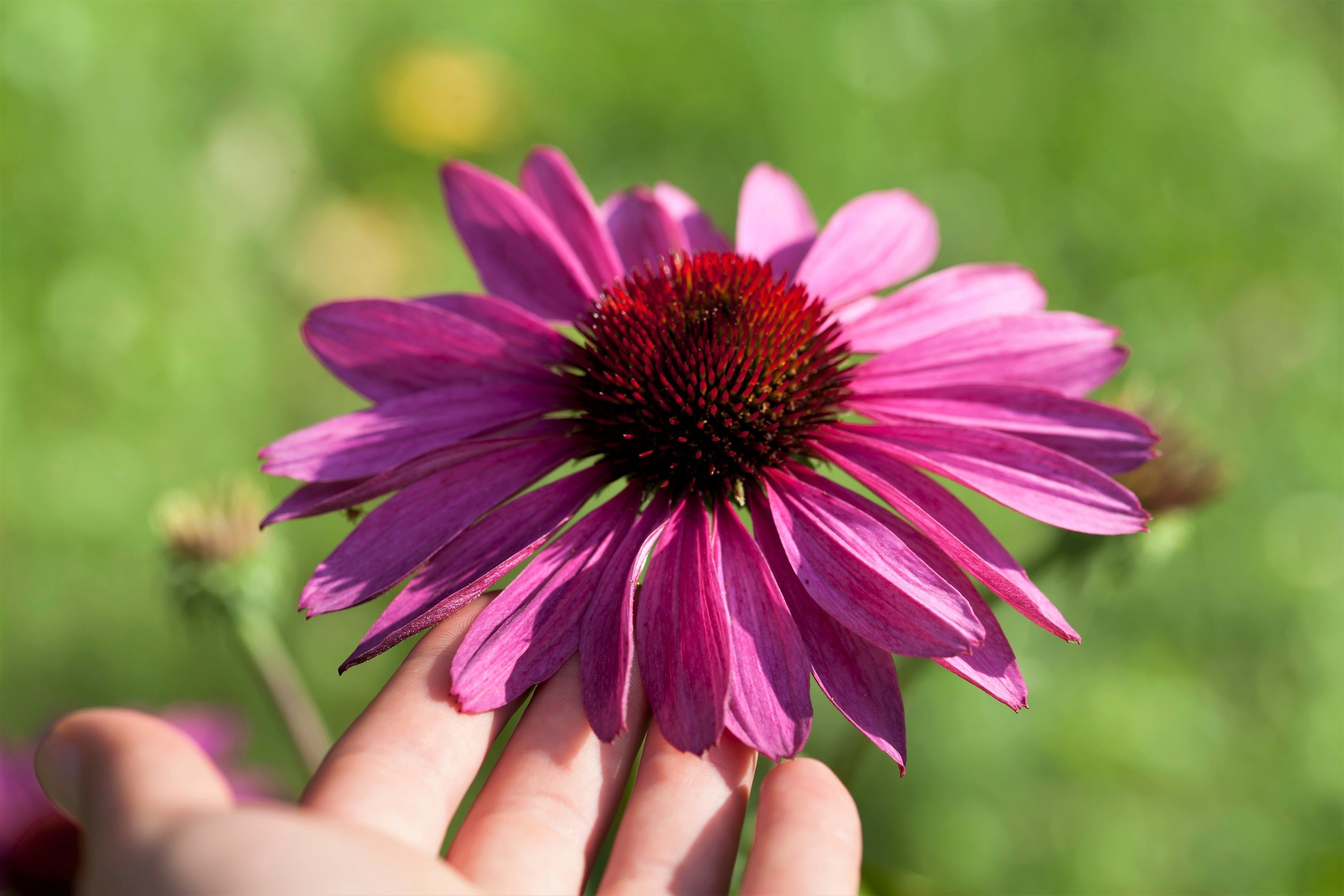 1000 PURPLE CONEFLOWER Echinacea Purpurea Heirloom Flower Herb Seeds