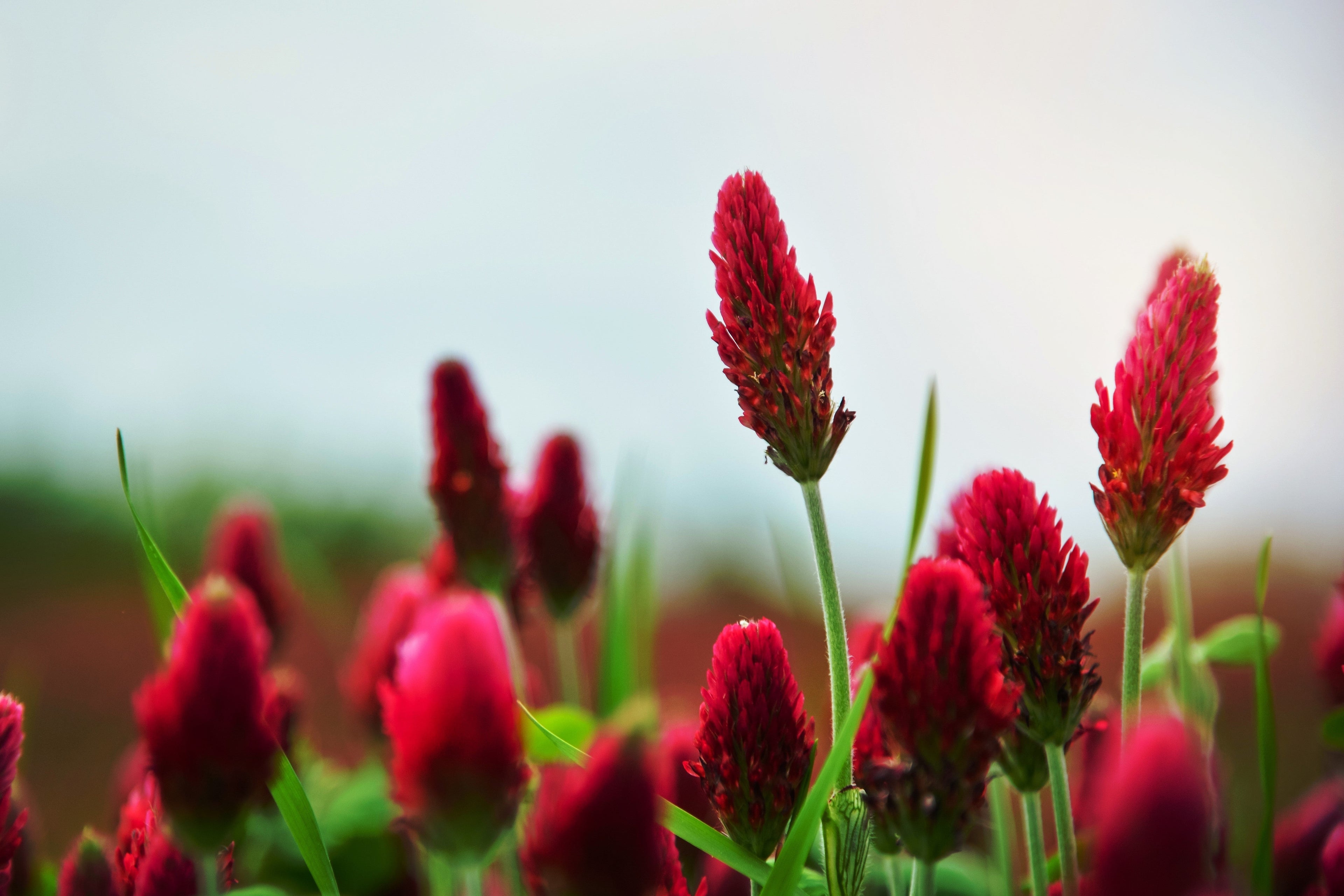 3000 CRIMSON CLOVER (Carnation, French, or Italian Clover) Trifolium Incarnatum Flower Seeds
