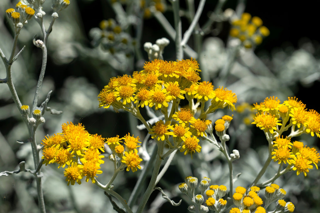300 SILVERDUST DUSTY MILLER Cineraria Maritima Jacobaea Senecio Flower Seeds