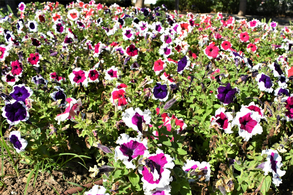 50 PICOTEE MIX PETUNIA Multiflora Mixed Colors Bicolor White Blue Purple Pink Red Flower Seeds