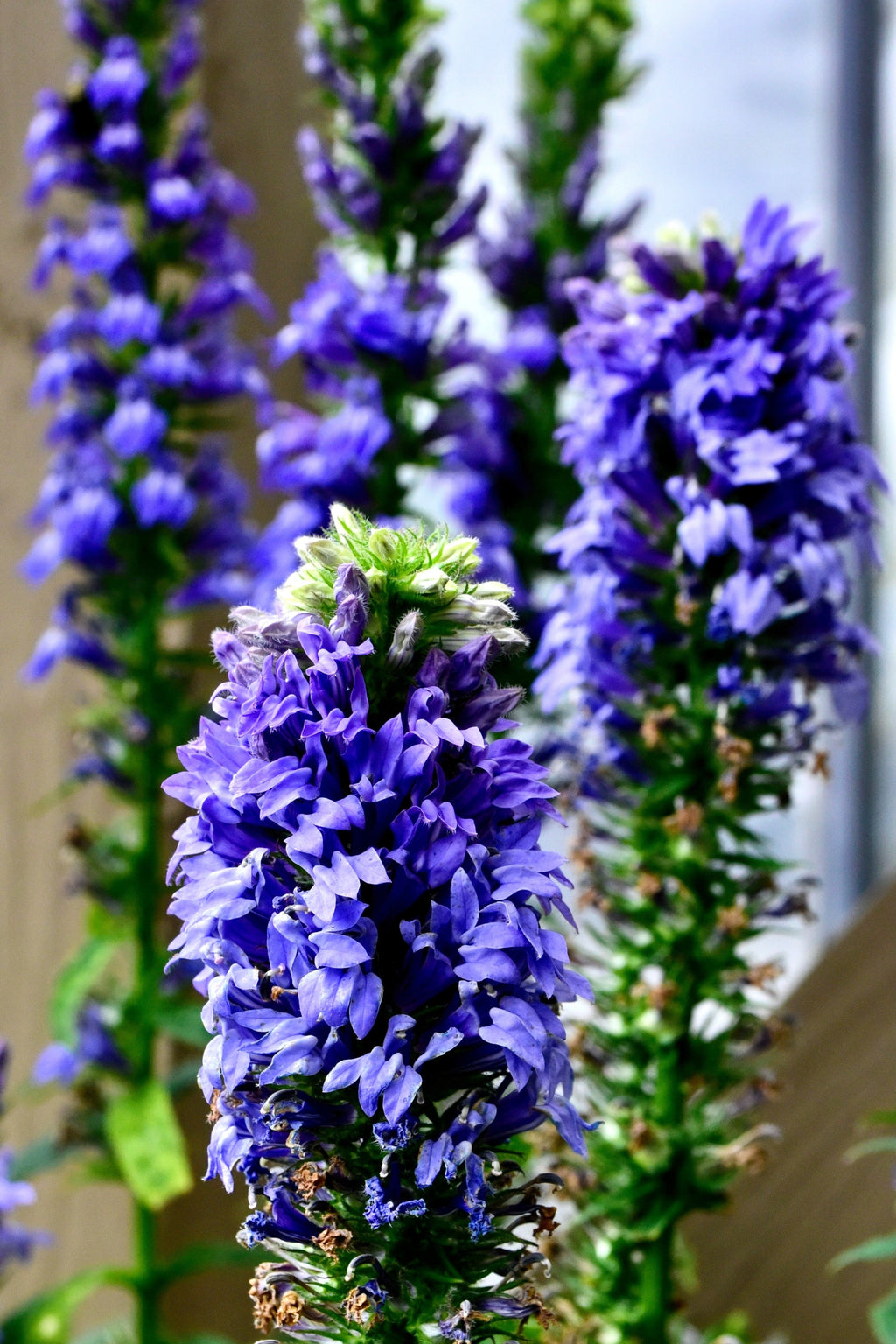 500 GREAT BLUE LOBELIA Lobelia Siphilitica Flower Seeds