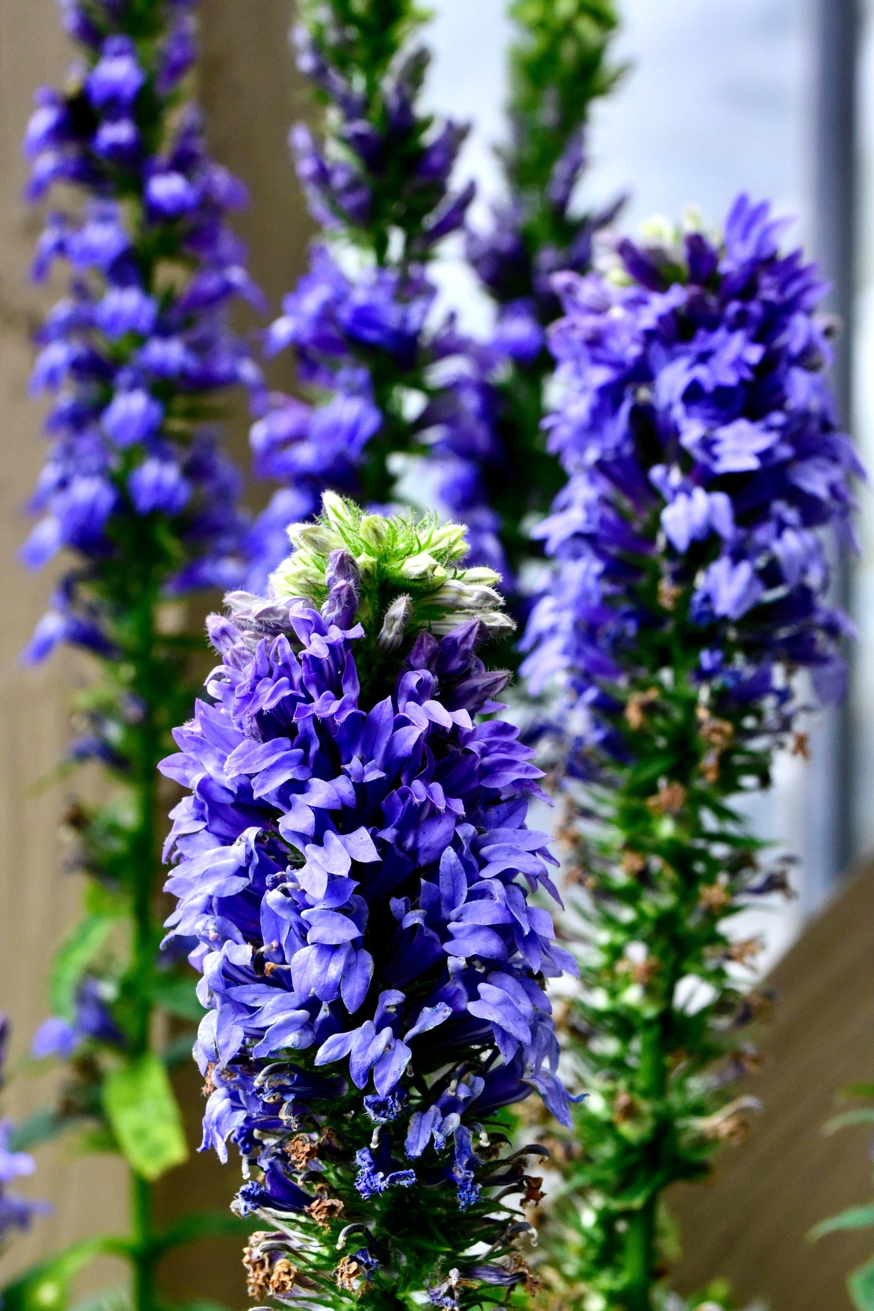 500 GREAT BLUE LOBELIA Lobelia Siphilitica Flower Seeds