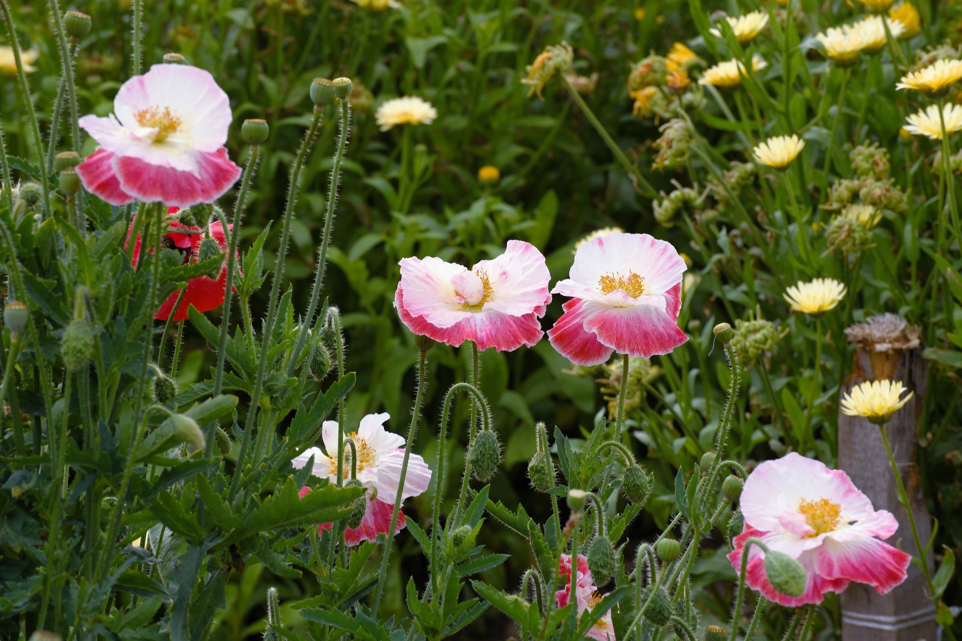 2000 MIXED Colors SHIRLEY POPPY ( aka Corn / Field / Flanders ) Papaver Rhoeas Flower Seeds