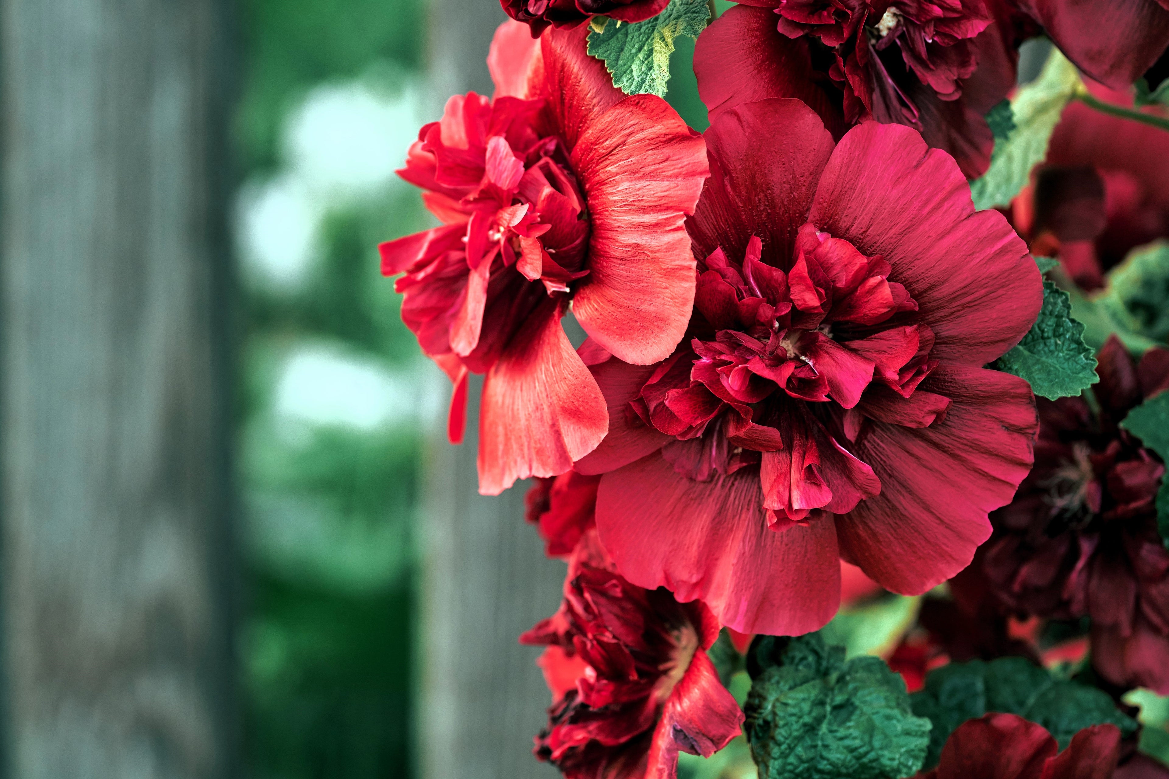 25 SCARLET DOUBLE Red HOLLYHOCK Alcea Rosea Flower Seeds Perennial