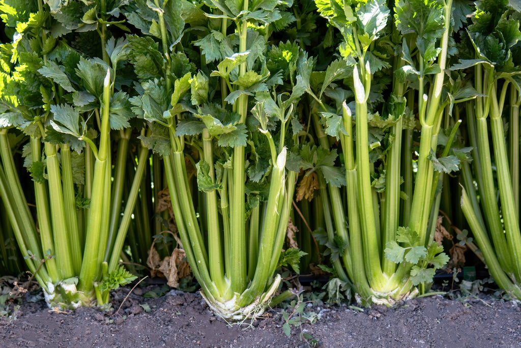 1000 TENDERCRISP CELERY Stalks & Leaves Apium Graveolens Vegetable Seeds