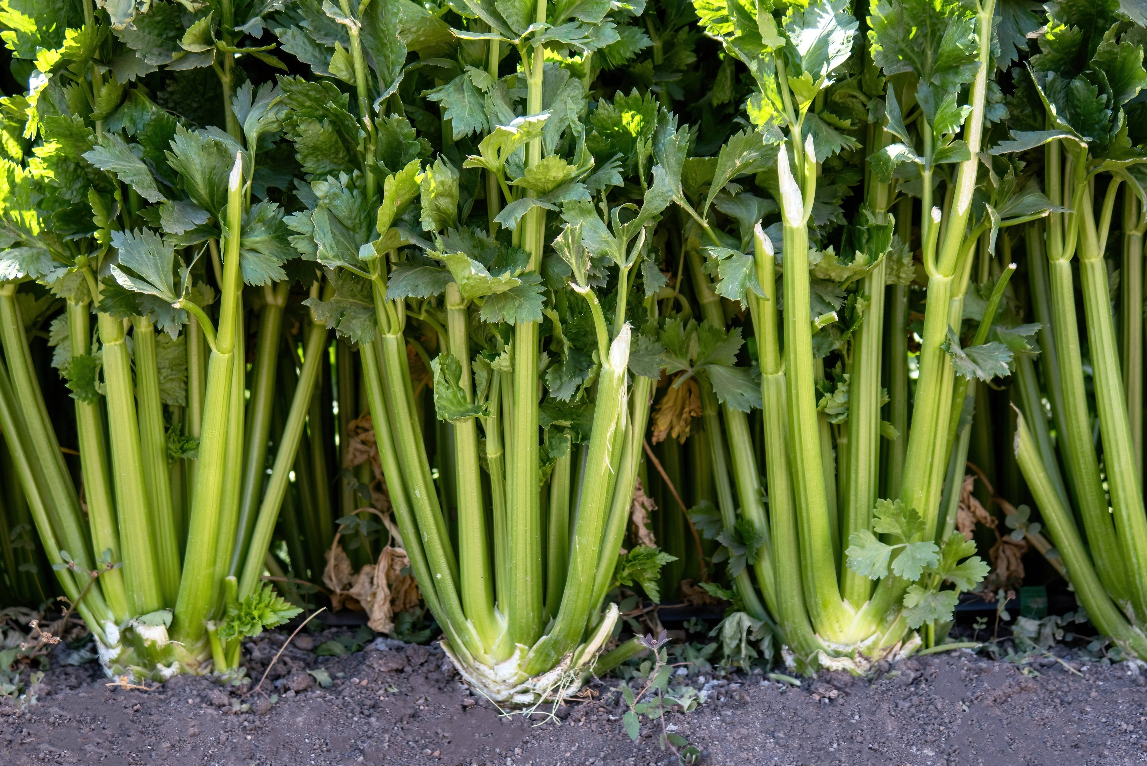 1000 TENDERCRISP CELERY Stalks & Leaves Apium Graveolens Vegetable Seeds