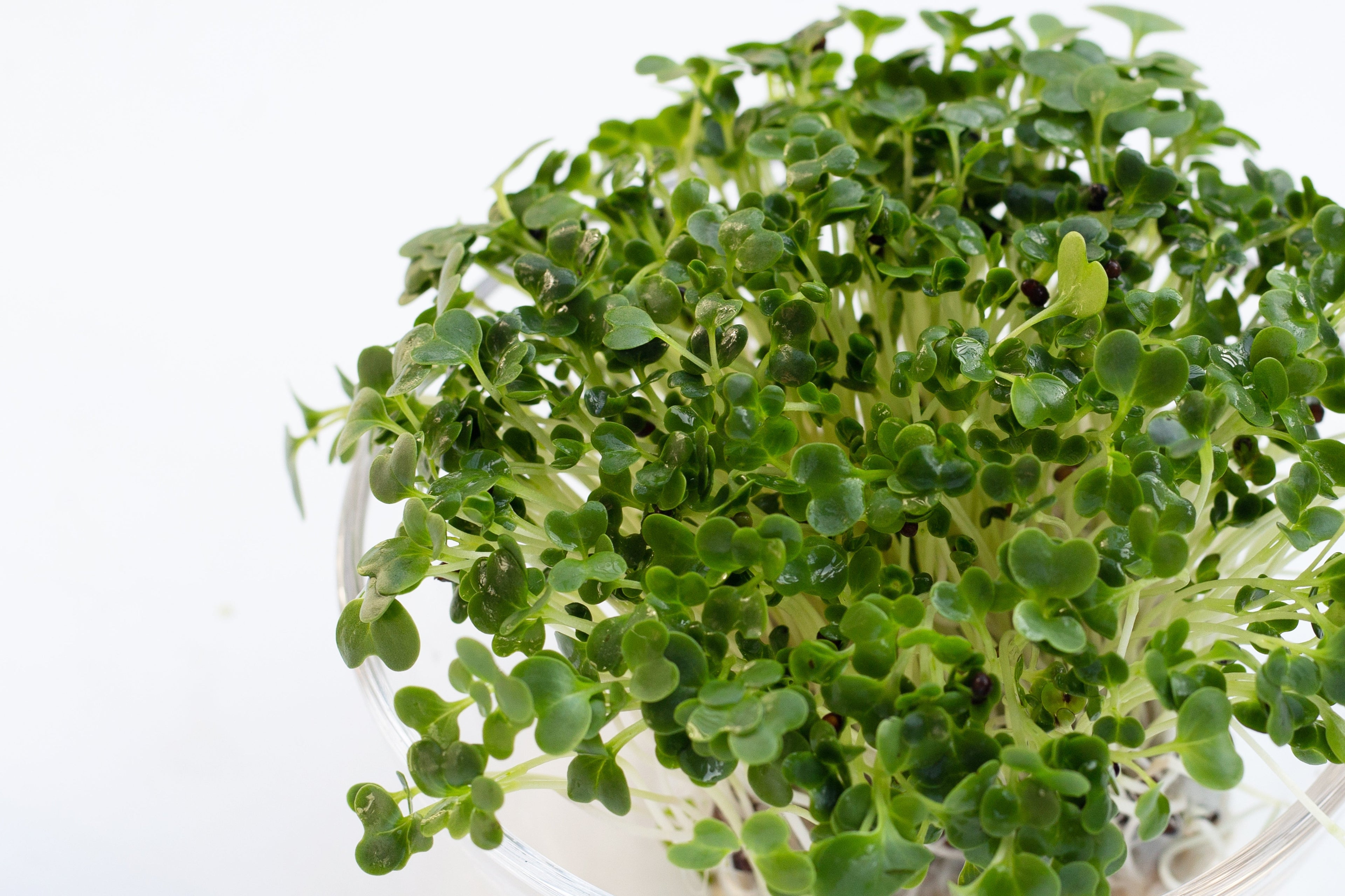 1000 HANOVER SALAD Spring KALE Smooth Siberian Brassica Napus Vegetable Seeds