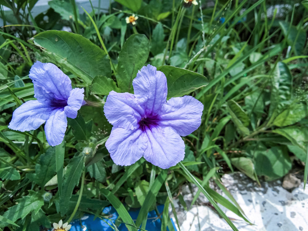 50 Blue Purple FRINGELEAF PETUNIA Wild Ruellia Humilis Perennial Native Flower Seeds